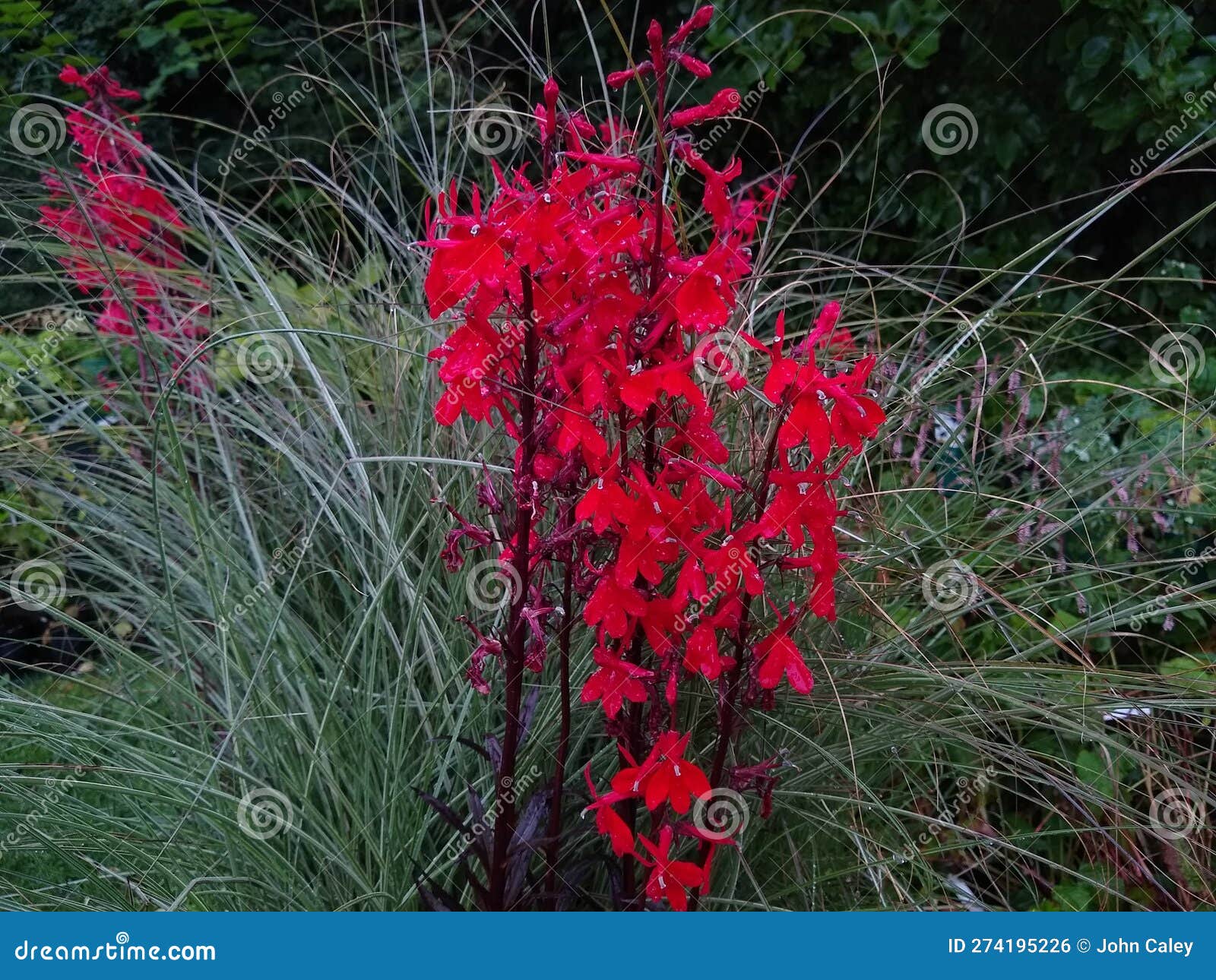 Lobelia Cardinalis Queen Victoria Stock Photo - Image of blossom ...