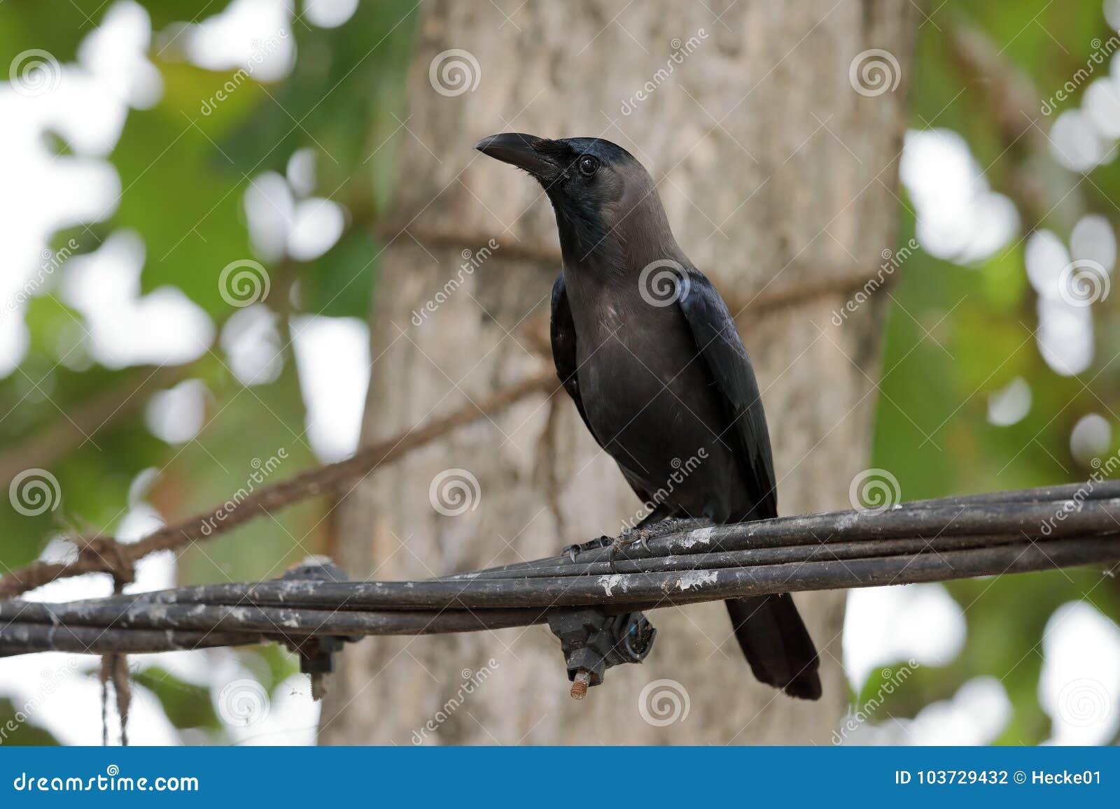 CROW SCIENTIFIC NAME IN SRI LANKA visual data 3