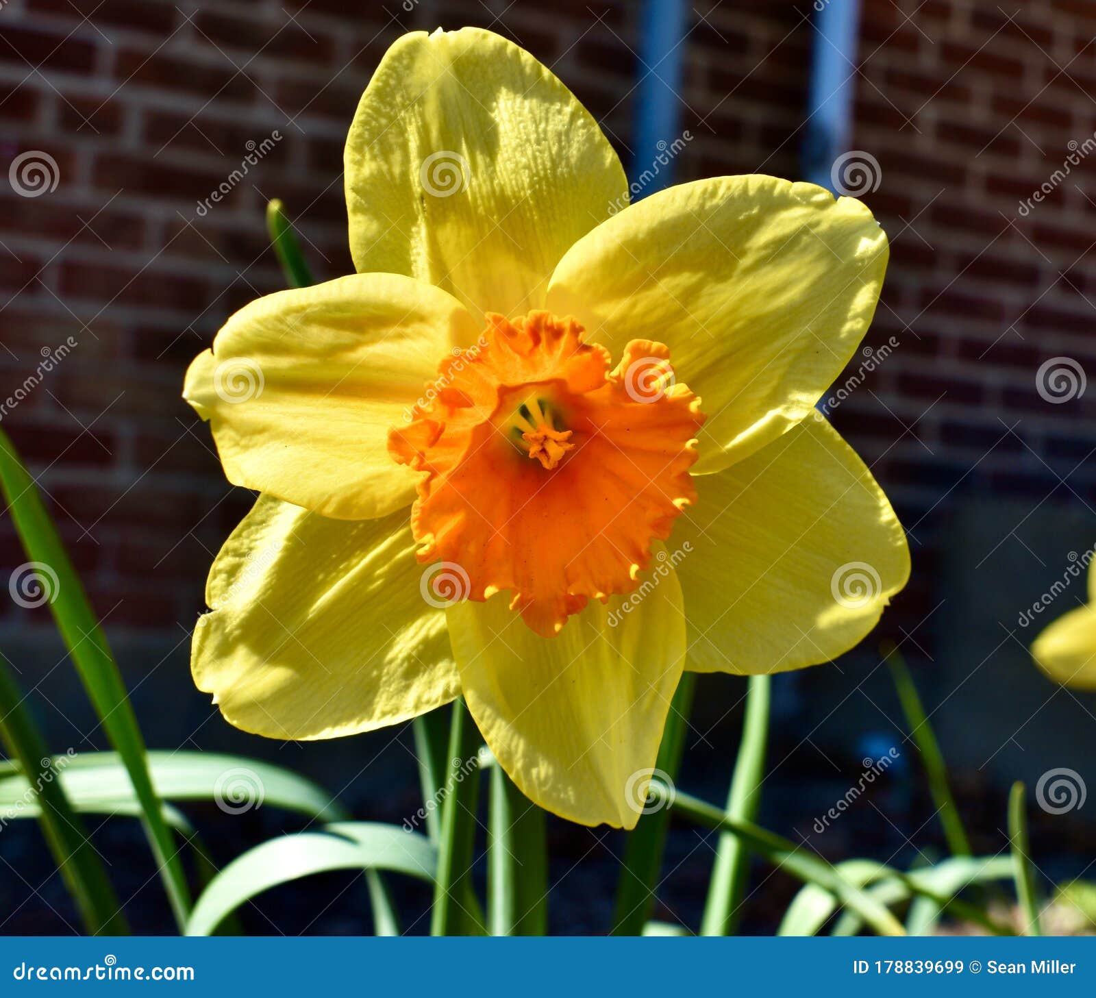 Bright Daffodil in Spring Sun. Stock Image Image of daffodil, full
