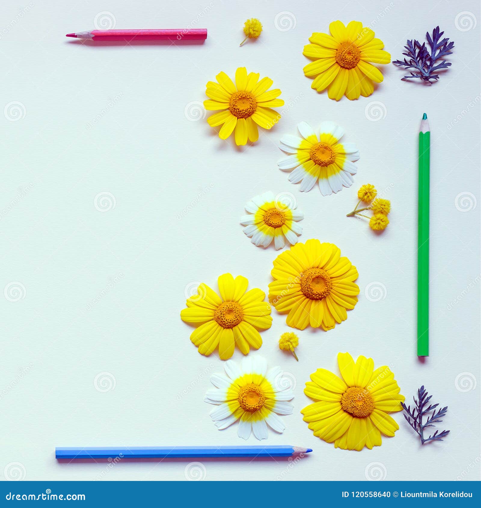Bright Daisies and Colored Pencils are in the Form of a Frame on Stock