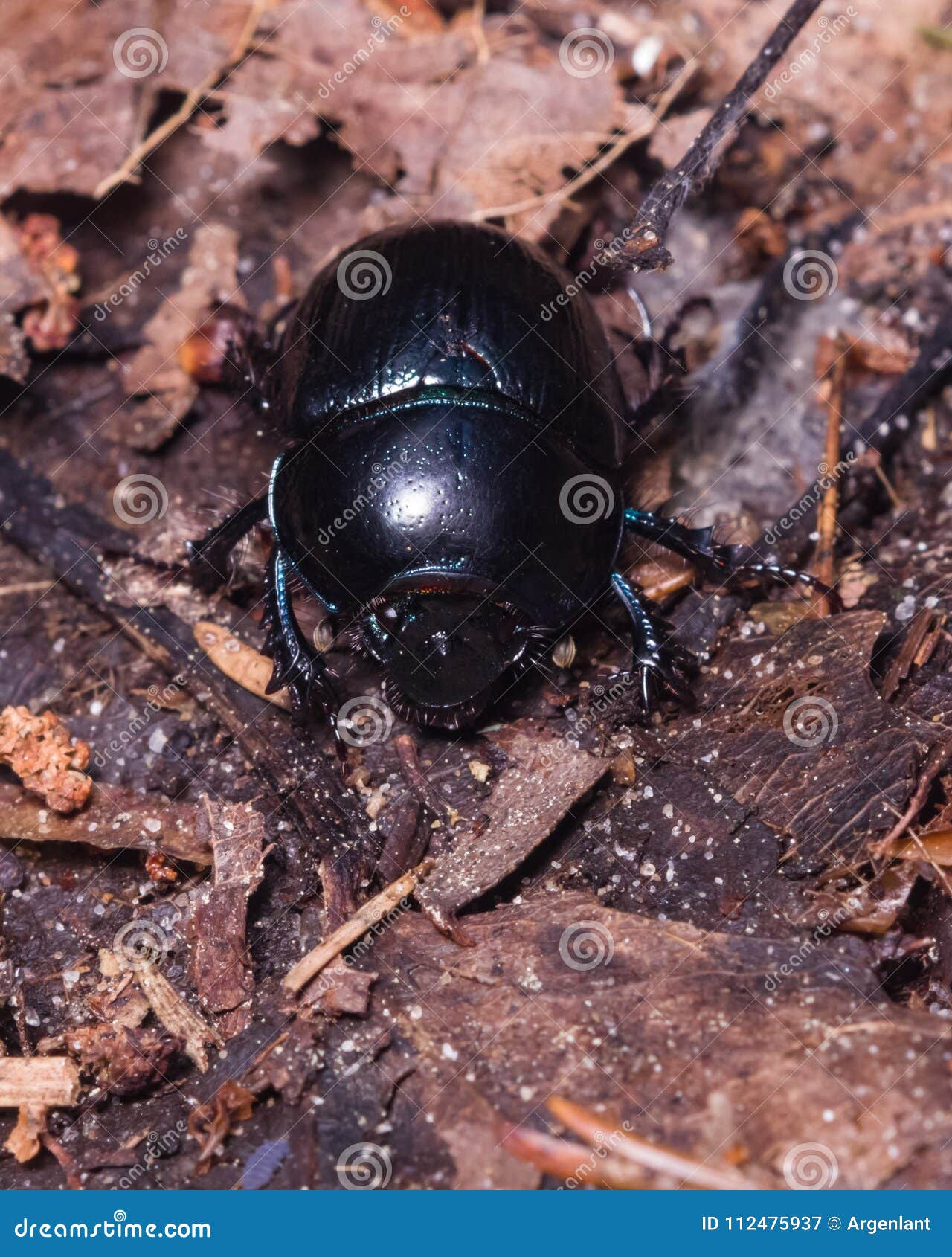 bright earth-boring dung beetle, anoprotrupes stercorosus, portrait on ground at pine forest, macro, selective focus
