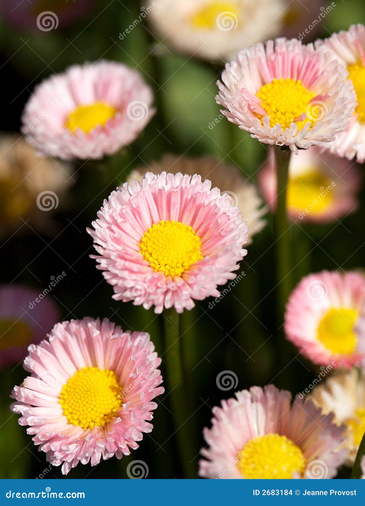 Bright English Daisies stock photo. Image of sunshine 2683184