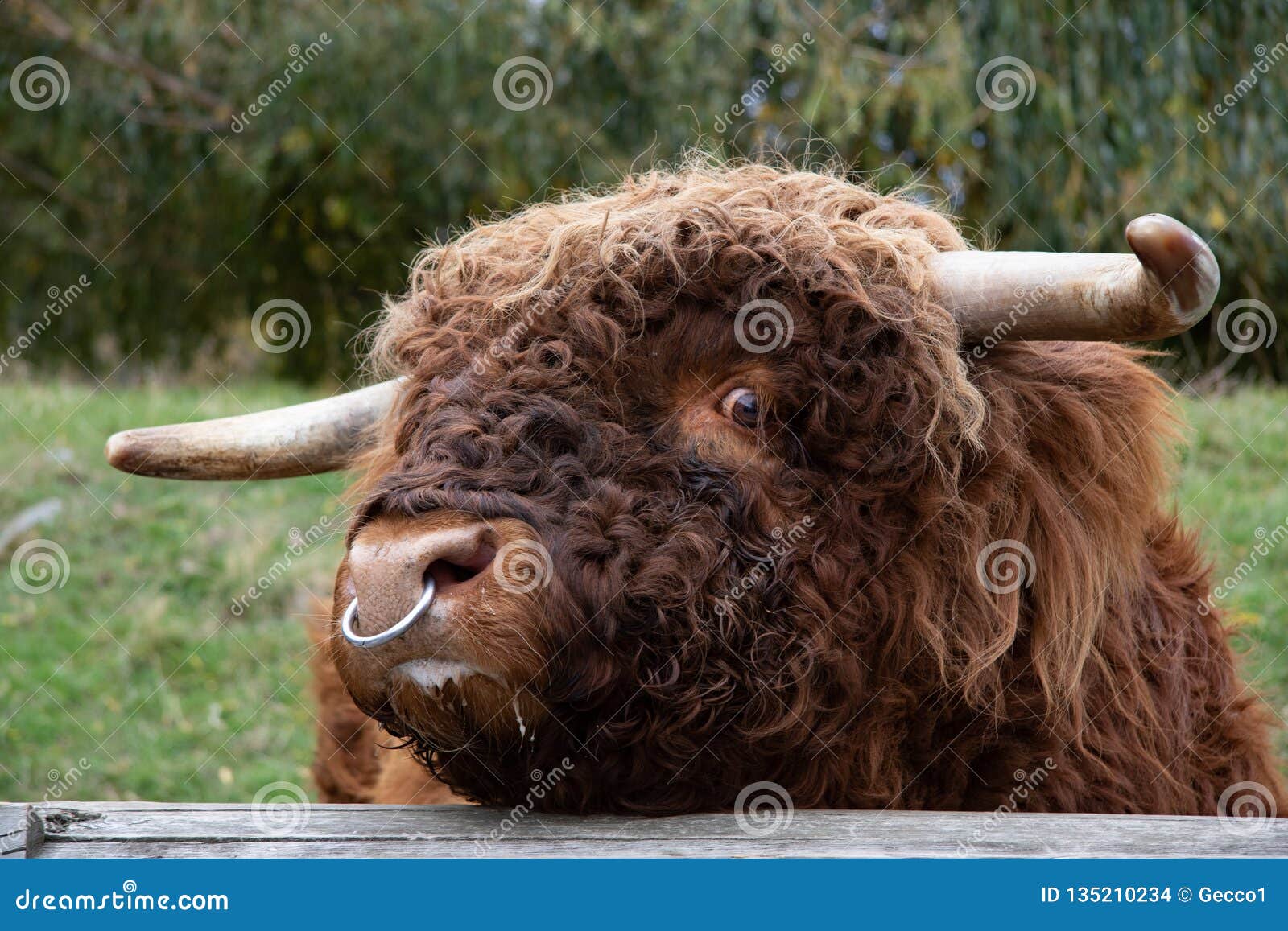 Dangerous Looking Bull With Nose Ring Stock Photo, Picture and Royalty Free  Image. Image 83819366.