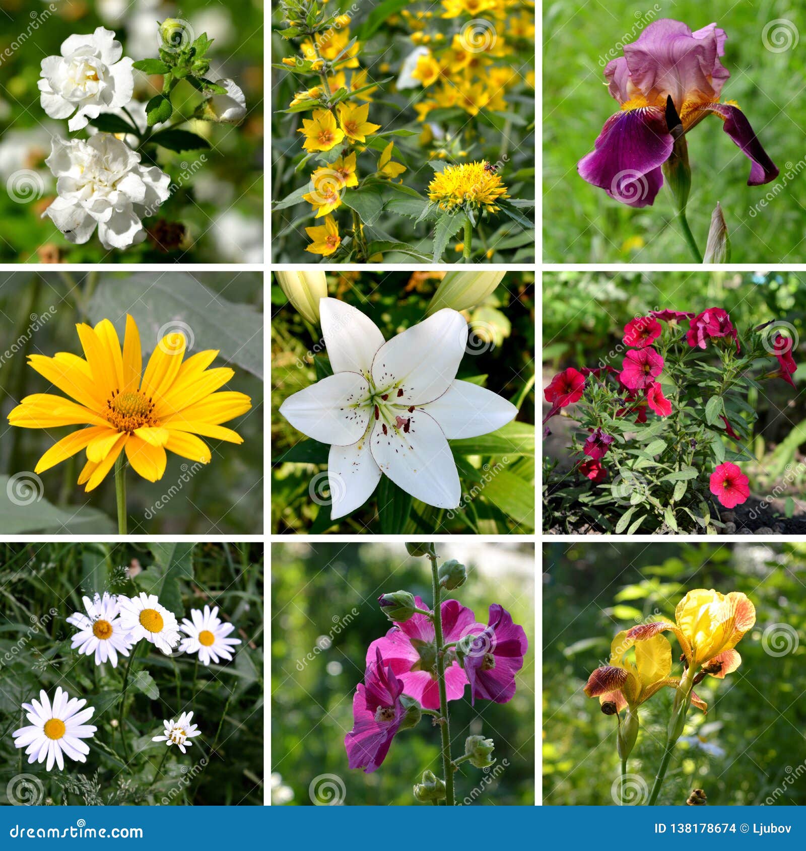 Bright Floral Collage with Summer Garden Flowers Stock Photo - Image of ...