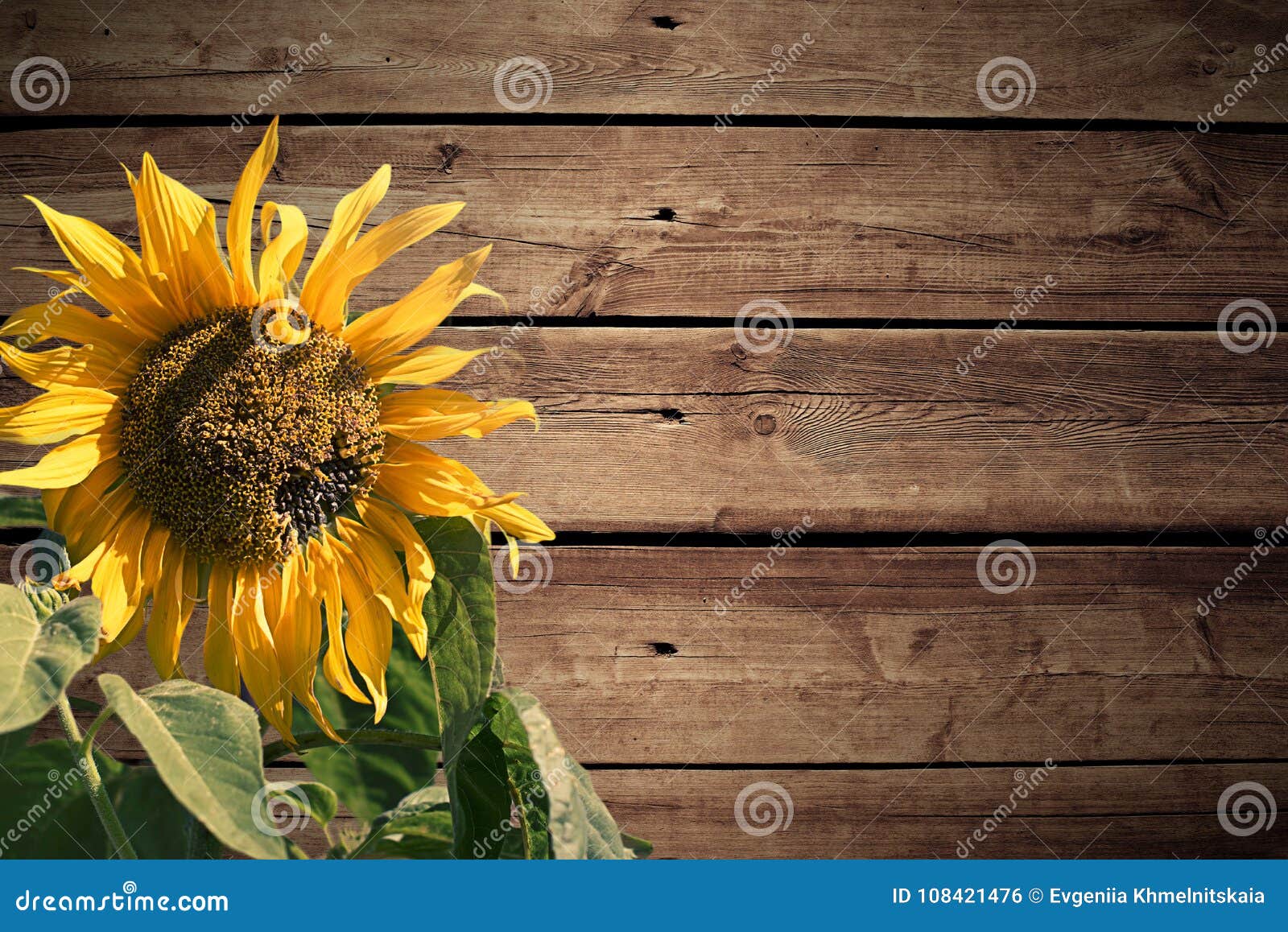 Bright Flower of a Sunflower on a Wooden Vintage Background. Stock ...