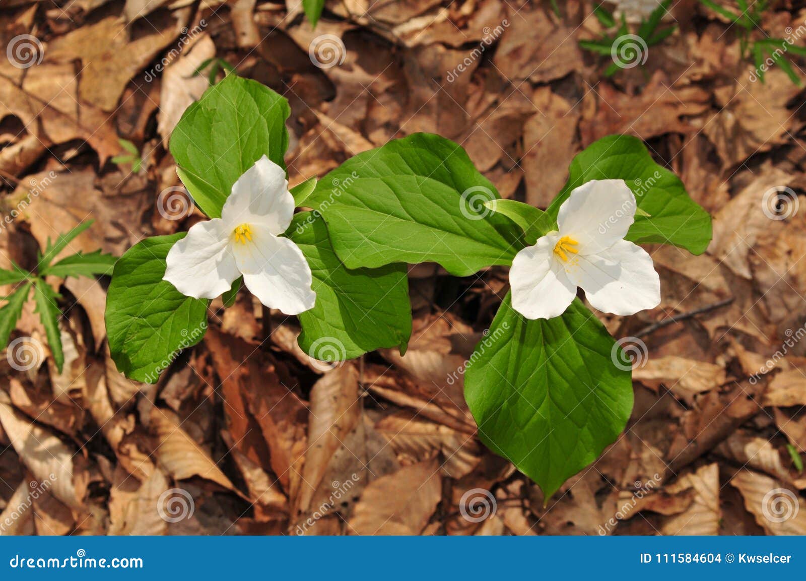 bright flowers of two large white trillium plants in a spring forest