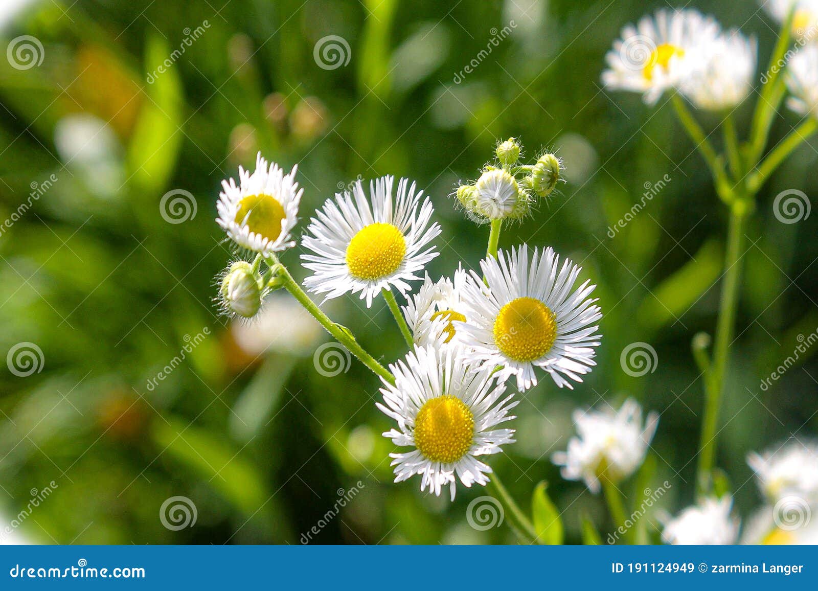 Bright Flowers Under the Sun Stock Image Image of nature, flower