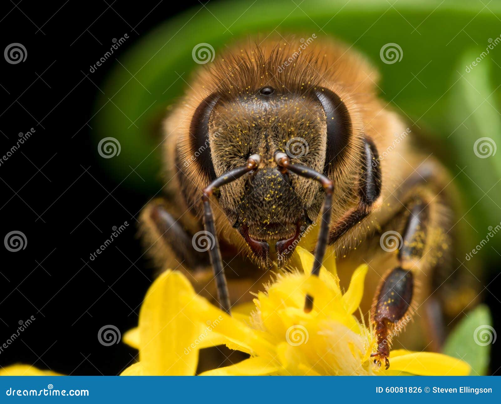 bright golden honeybee extracts pollen from yellow flower