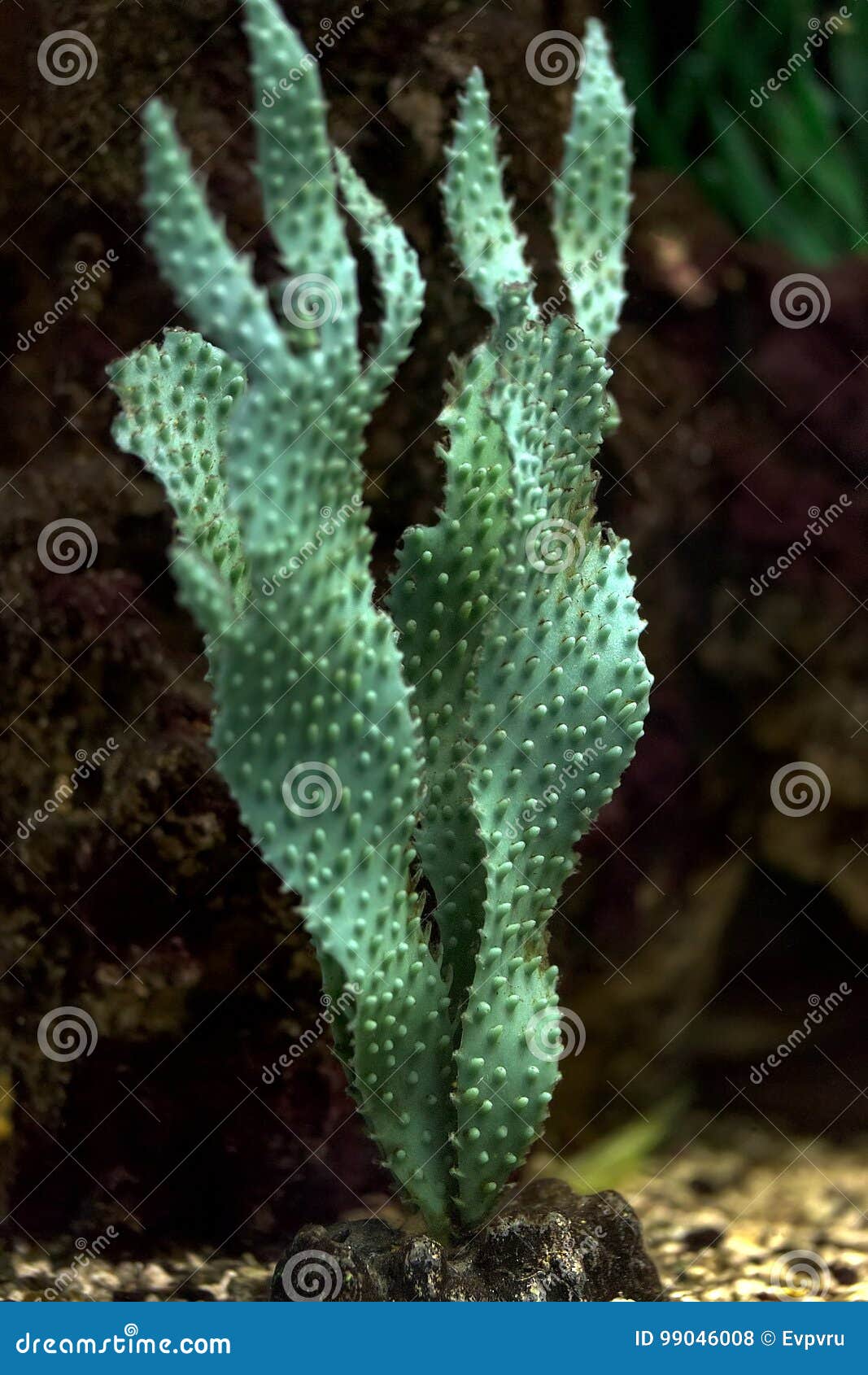 Green Algae for the Aquarium Stock Photo Image of water, algae 99046008