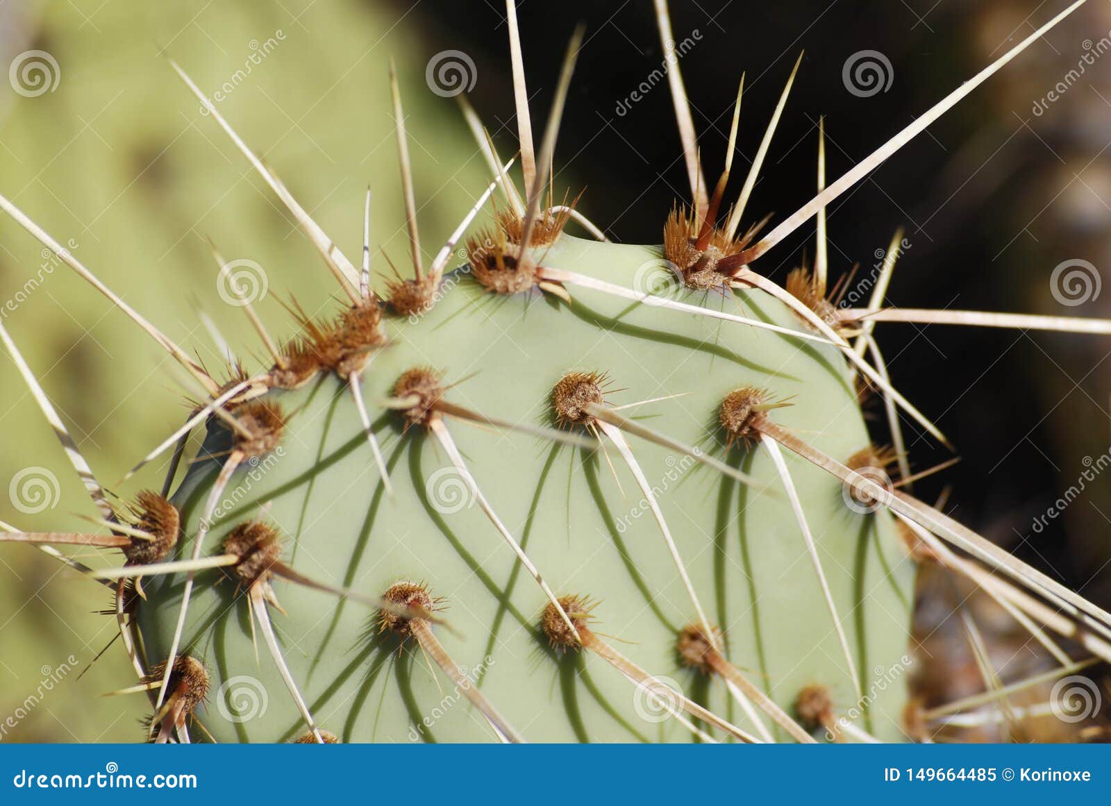 bright green cactus close up