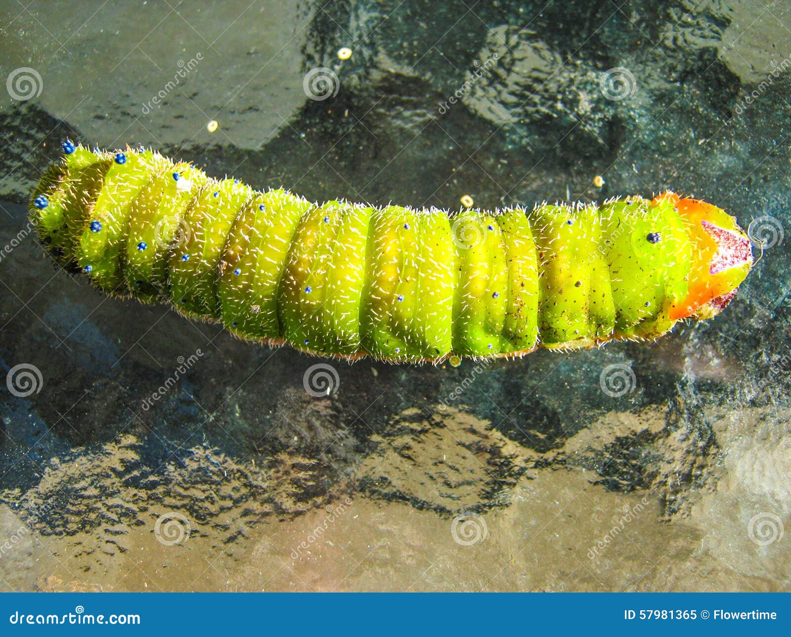 Bright green caterpillar. Bright coloured green and orange caterpillar with segmented body.