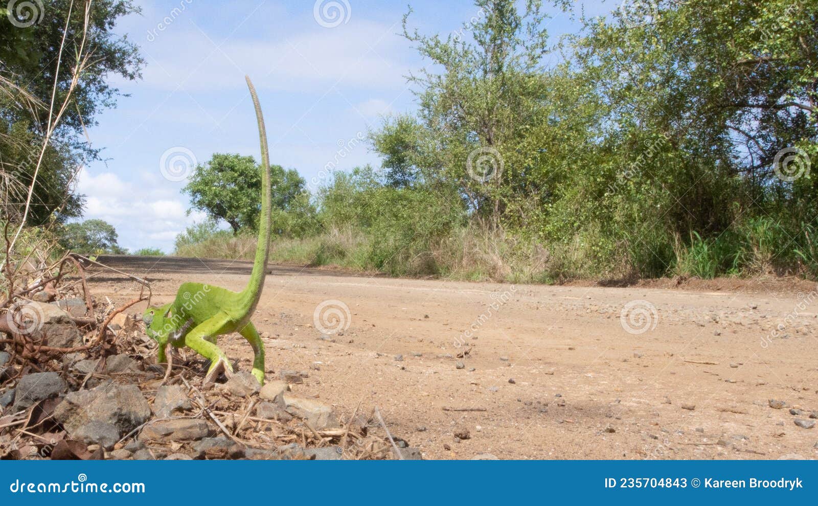 a bright green flap neck chameleon - chamaeleo dilepis - waling away from the viewer with is tail in the air.  location: kruger