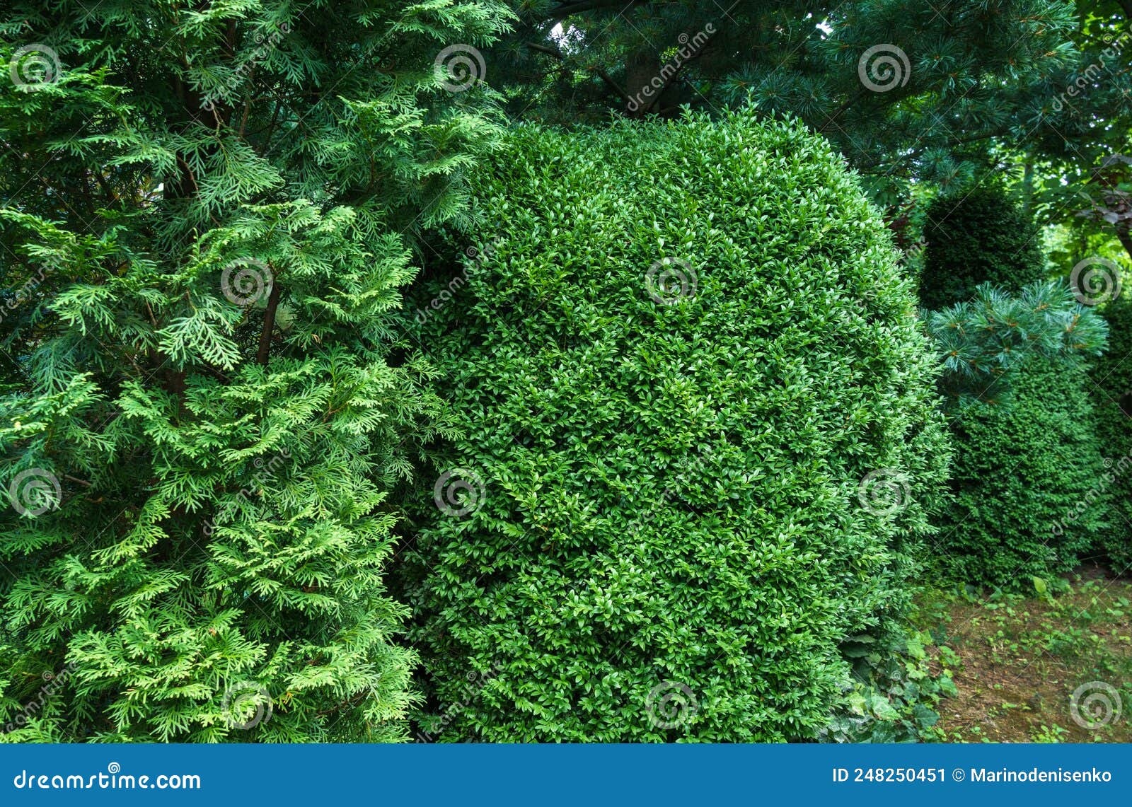 bright green foliage of arborvitae and boxwood as green background.  thuja occidentalis columna and boxwood buxus sempervirens