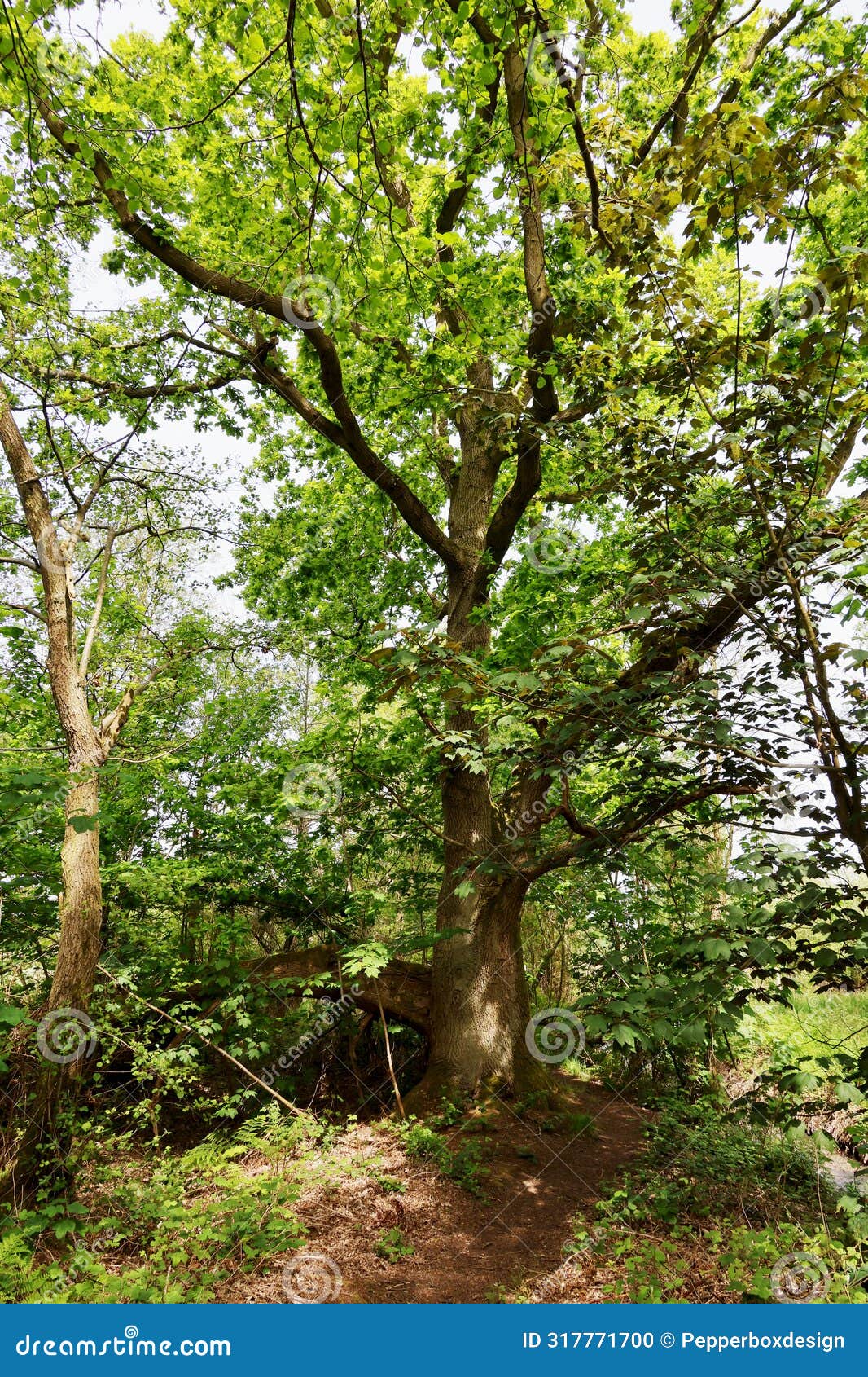 bright green spring foliage on oak tree, upton great broad, norfolk broads, near acle, norfolk, england, uk