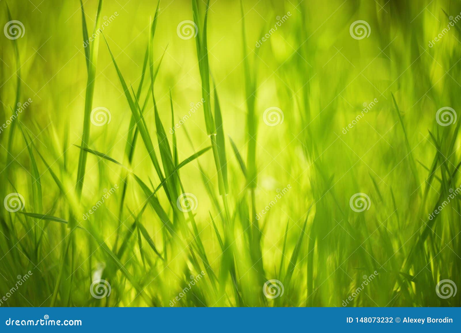 Bright Green Grass Close Up. Natural Background Texture Stock Photo - Image  of blur, abstract: 148073232