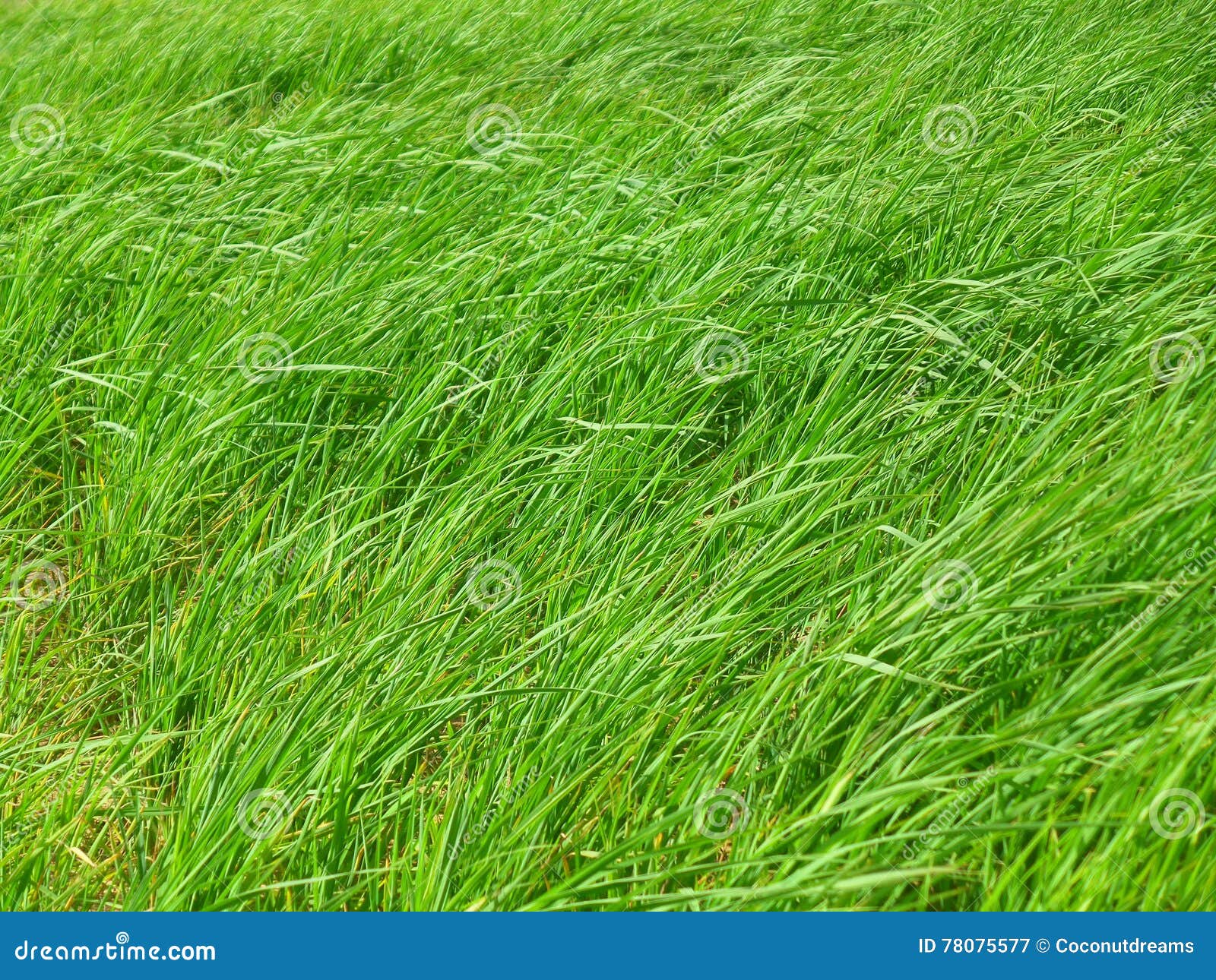 Bright Green Grasses Blowing in the Grass Field on Windy Day Stock