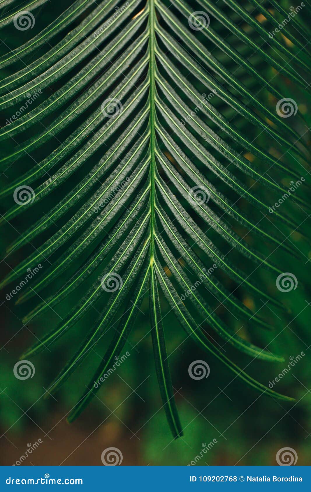 Bright Green Hanging Palm Leaf Stock Photo - Image of fresh, foliage