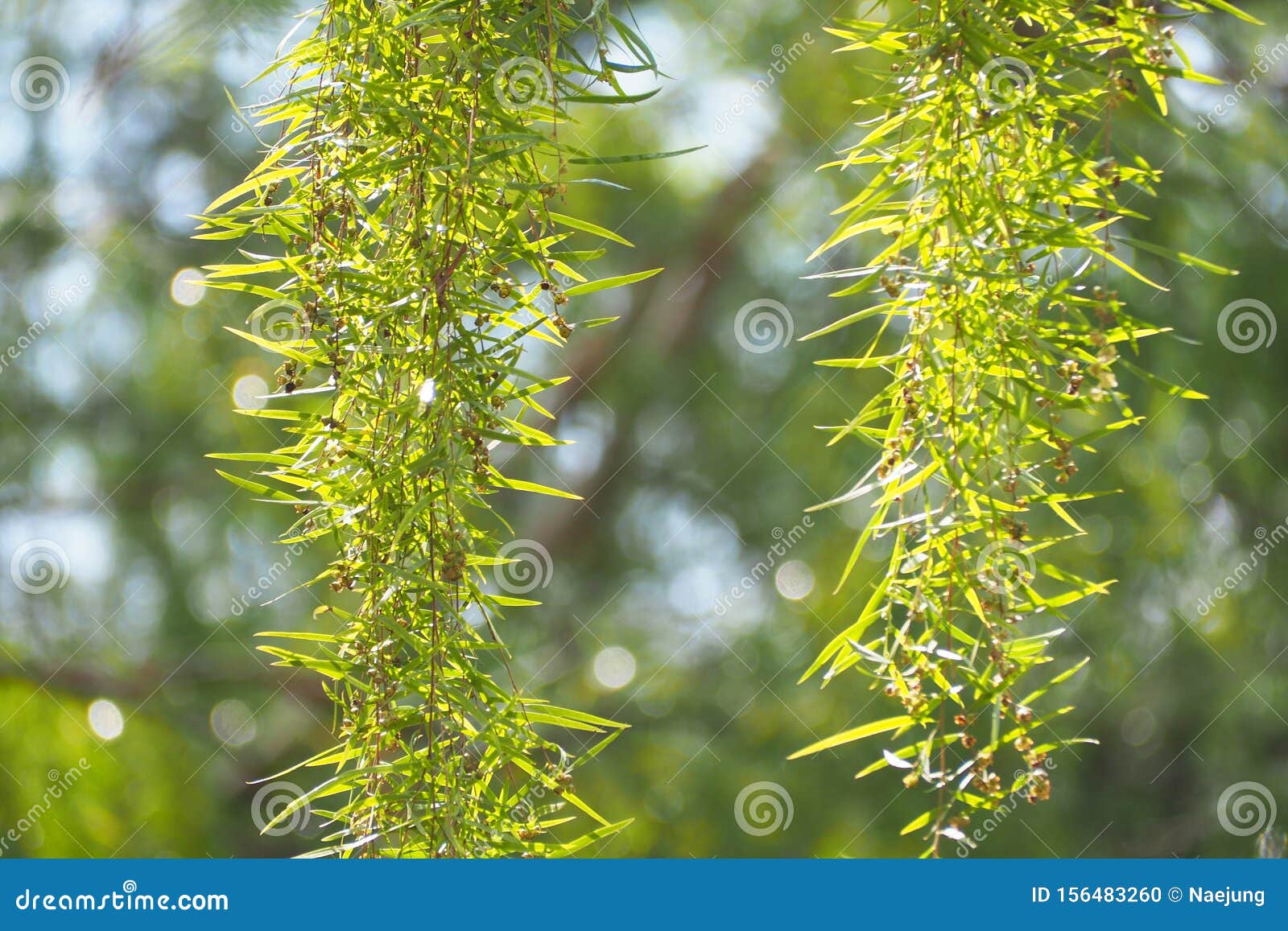 Bright Green Leaf in Morning, Fresh Environment Stock Photo - Image of ...