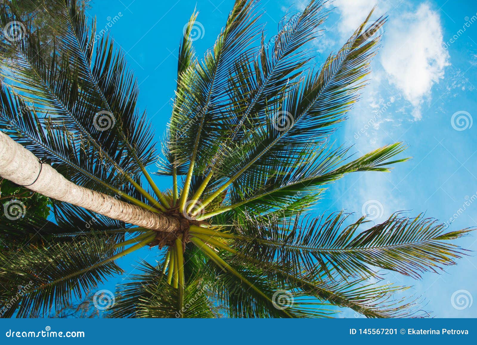 Bright Green Leaf Tropical Fern on a Light Green Blurred Background ...