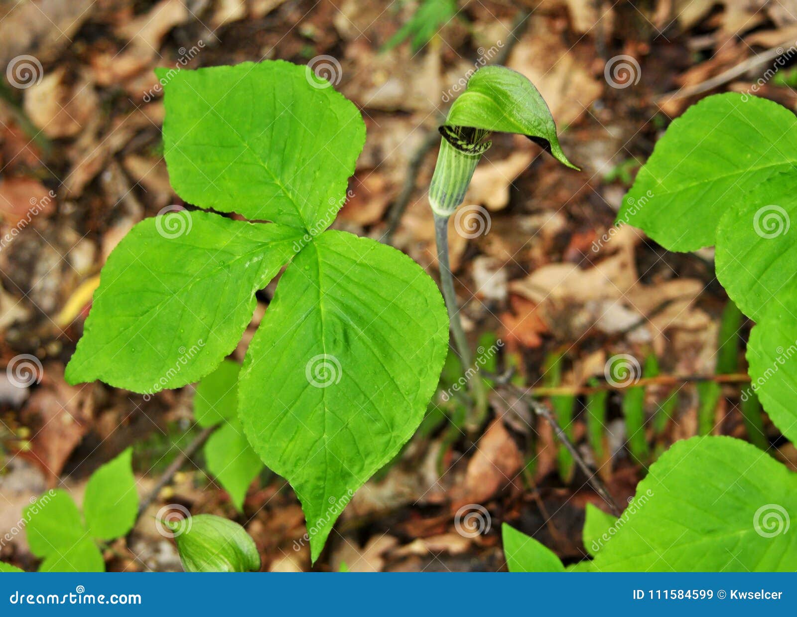 Bright Green Leaves And Green And Purple Flower Of A Jack In The Pulpit Plant Stock Image Image Of Flower Green 111584599