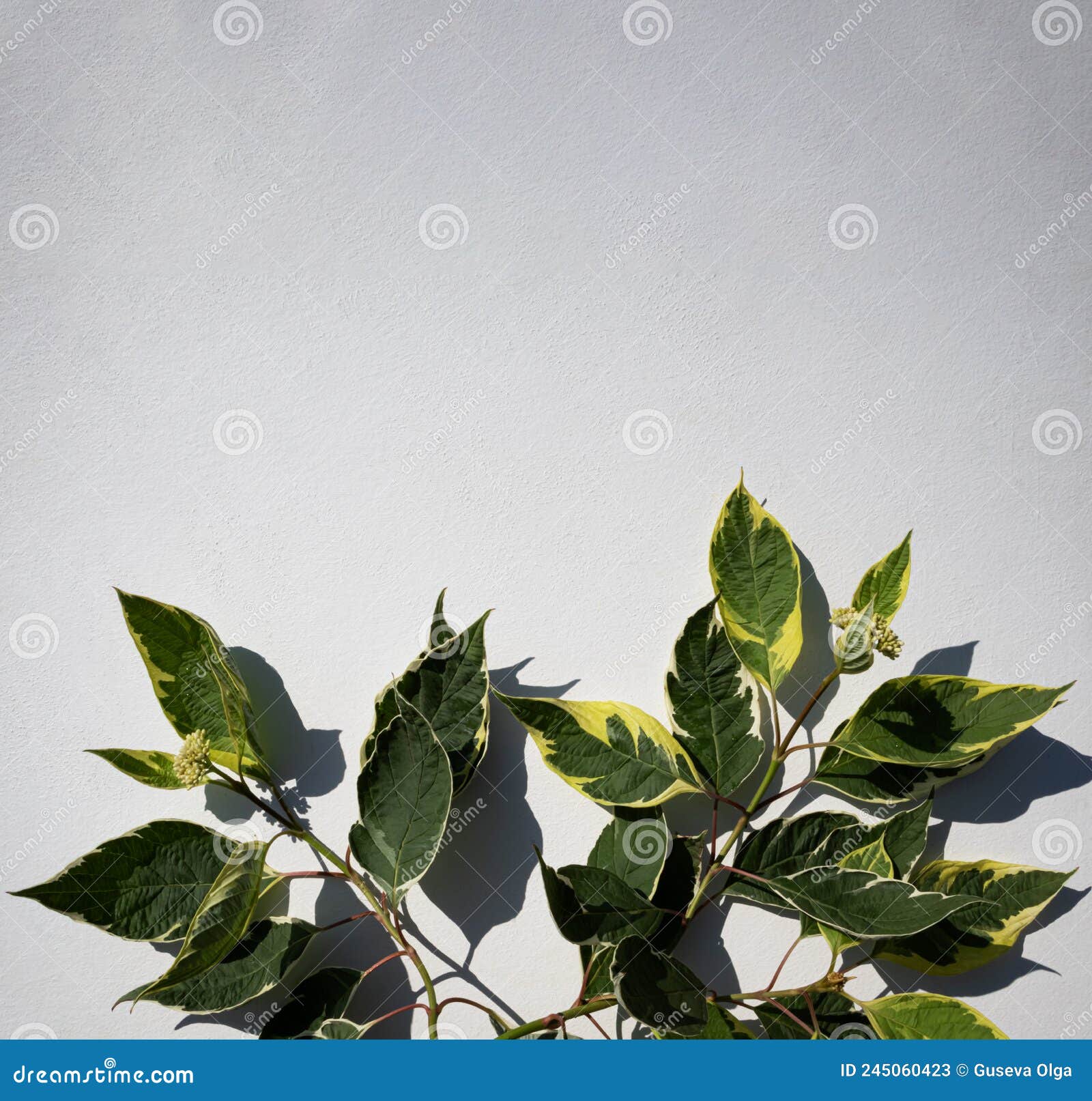 Bright Green Leaves on a Light Background with Space To Copy. Banner