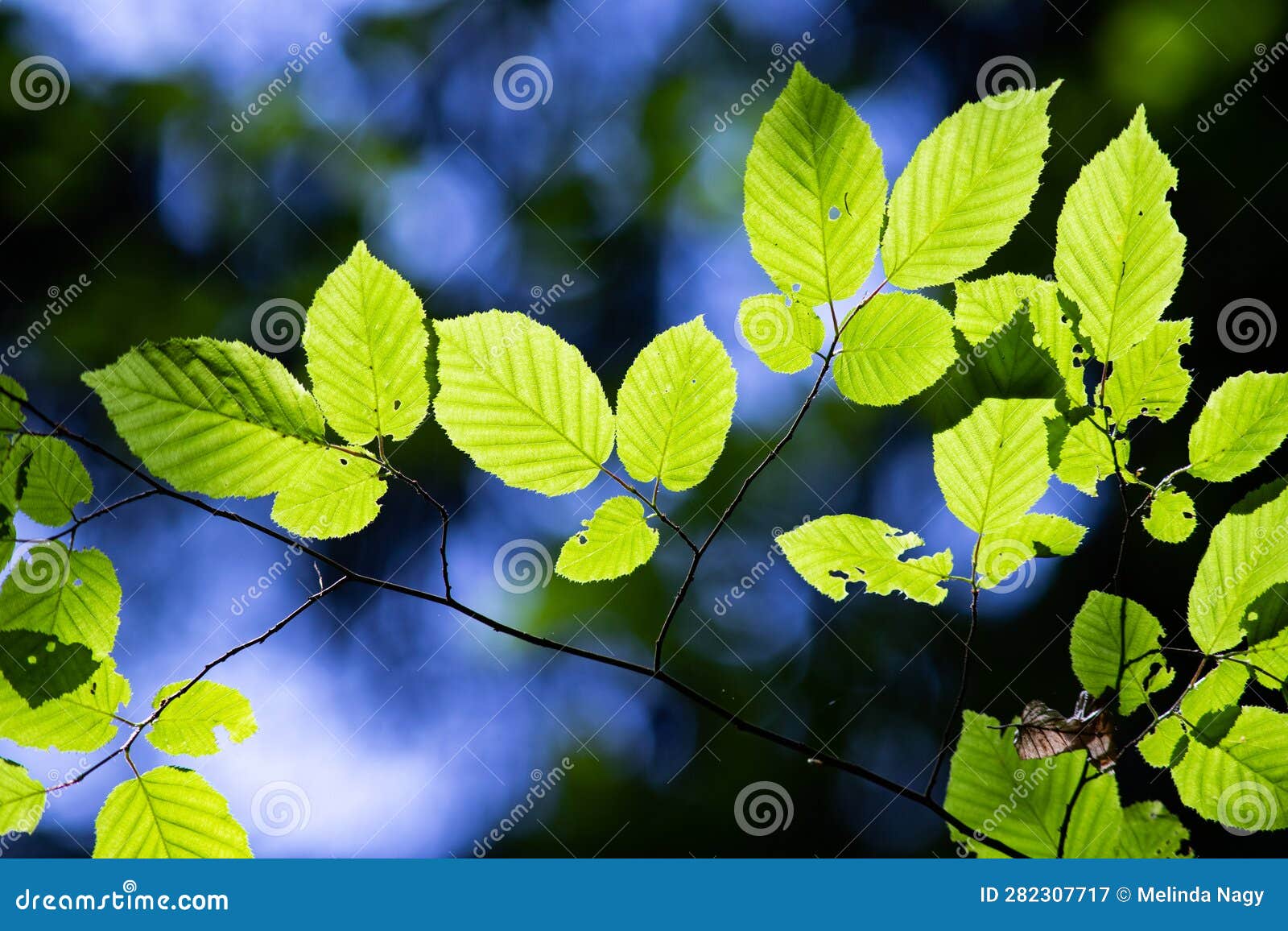 Bright Green Leaves Summer Nature Background Stock Image Image of