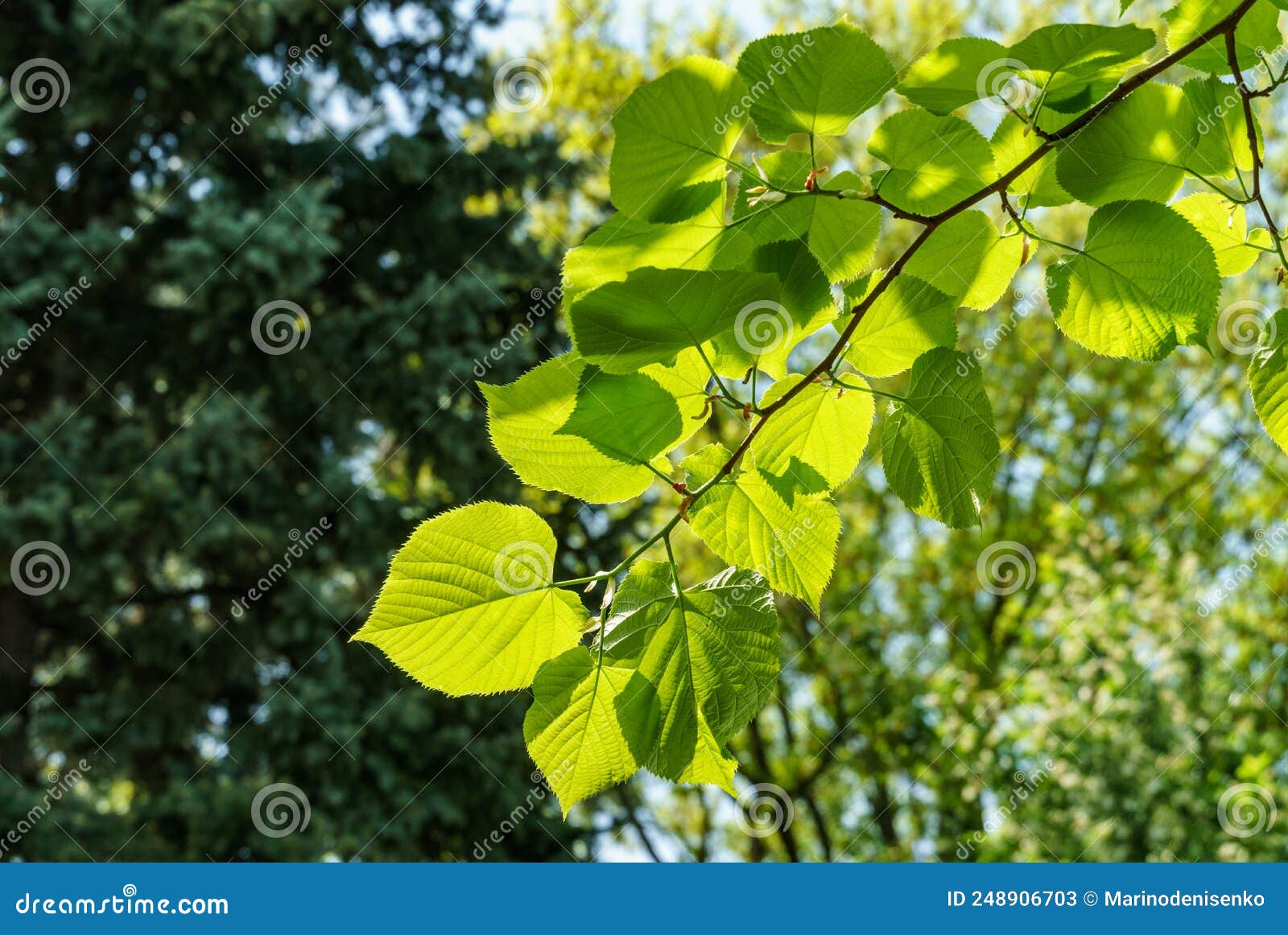 bright green leaves of tilia caucasica linden tree on blurred green background. natural concept of spring