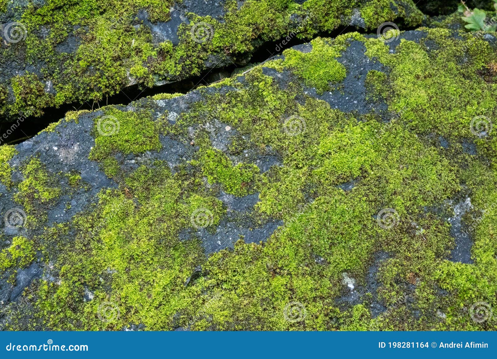 Bright Green Moss Growing on Old Stones Stock Photo Image of grunge