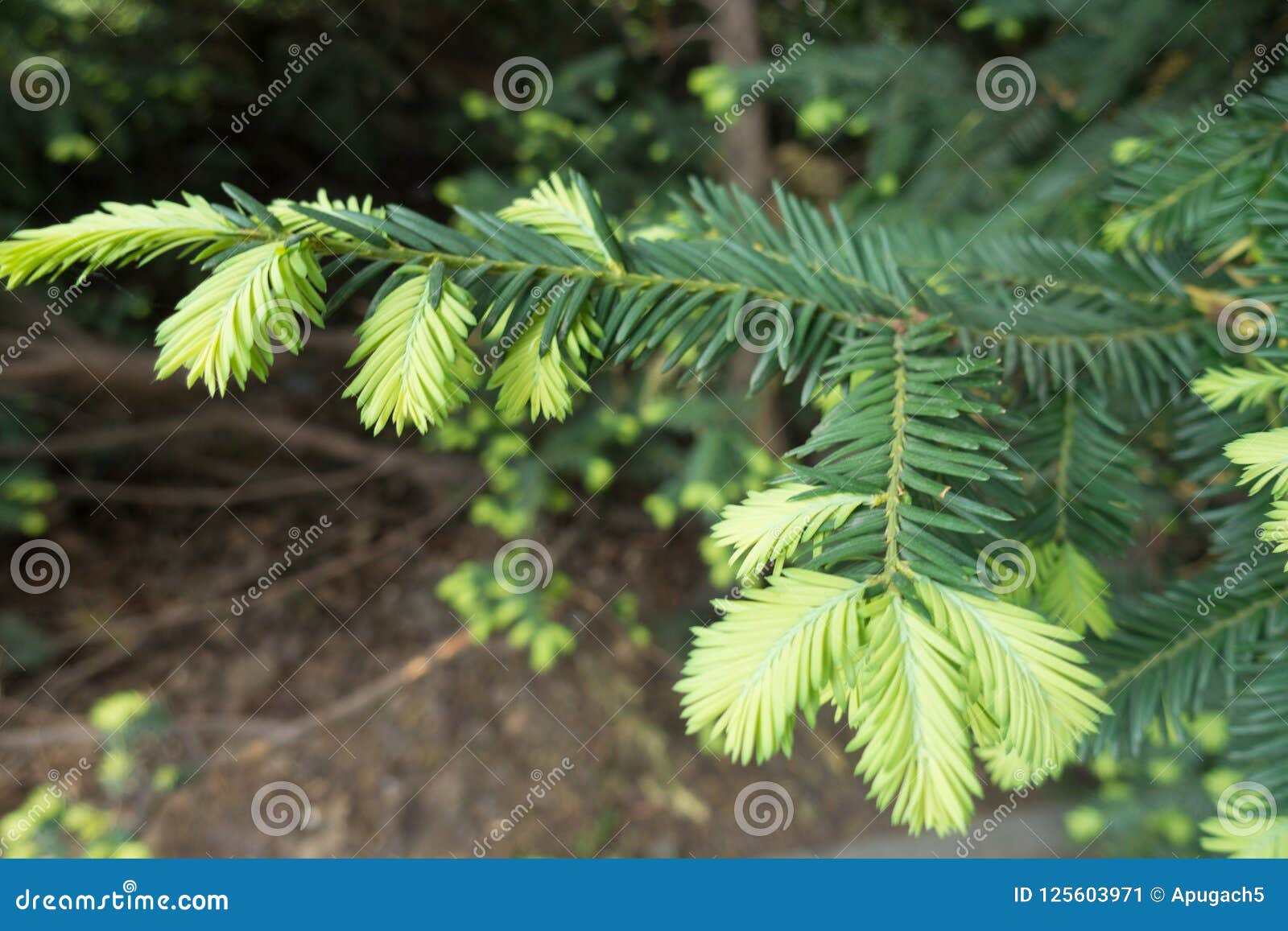 Image result for New growth on yew branches - images
