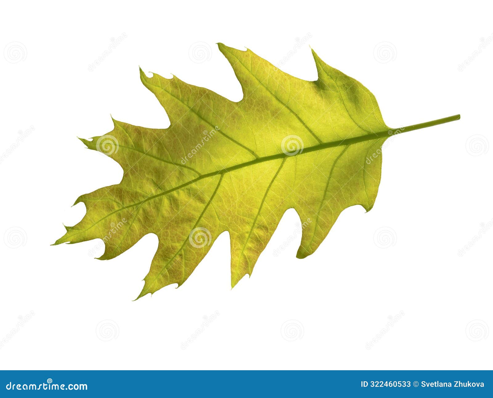 Bright Green Oak Tree Leaf Isolated on White. Transparent Png ...