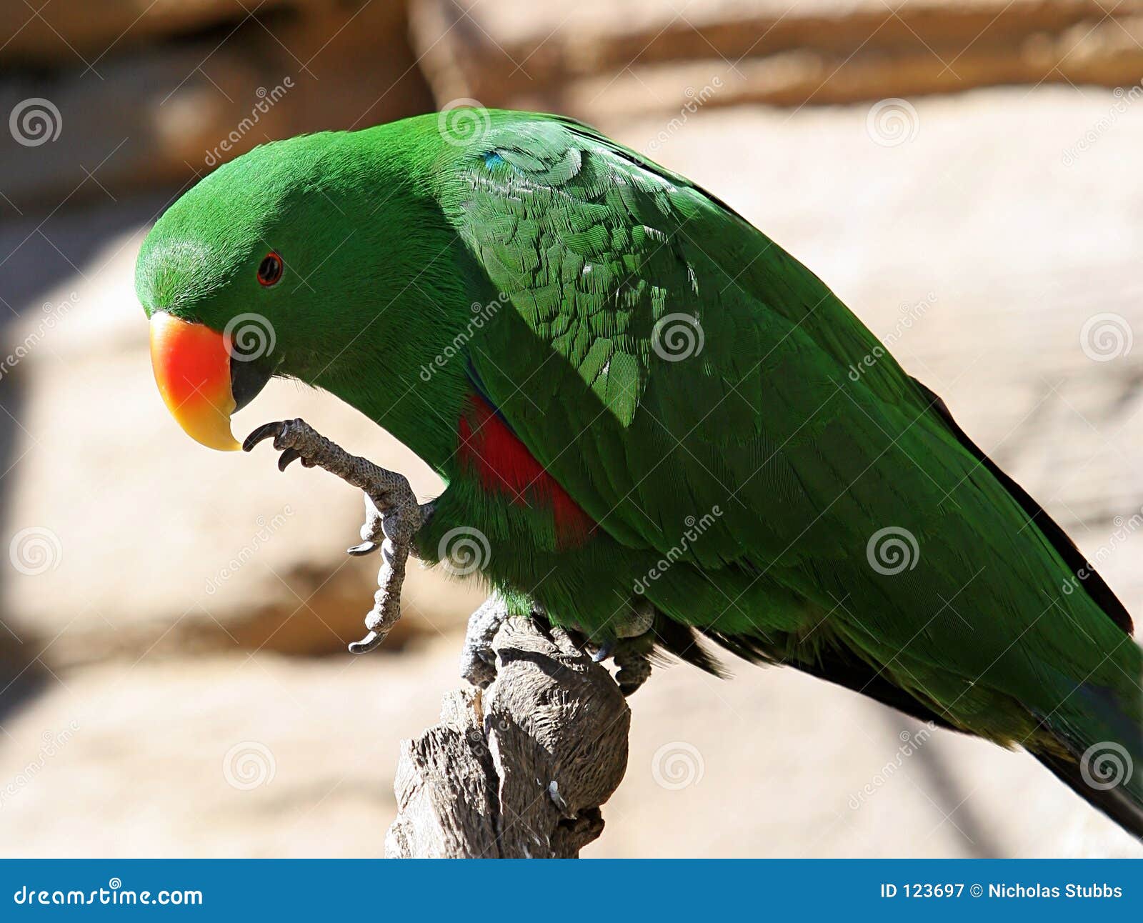 Bright Green Parrot with Yellow and Orange Beak Stock Image Image of