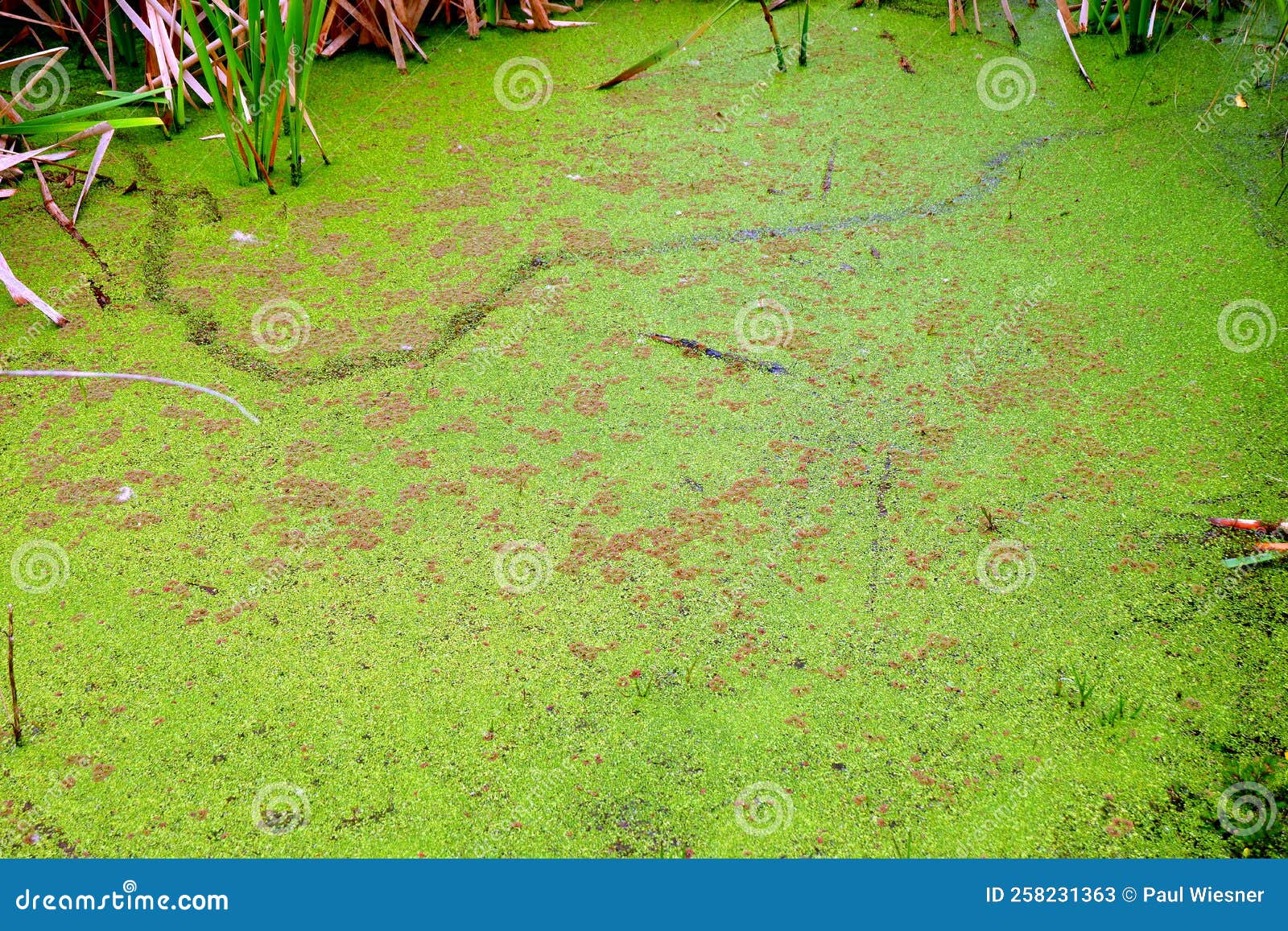 Bright Green Pond Moss Growing on Pond Water Stock Image Image of