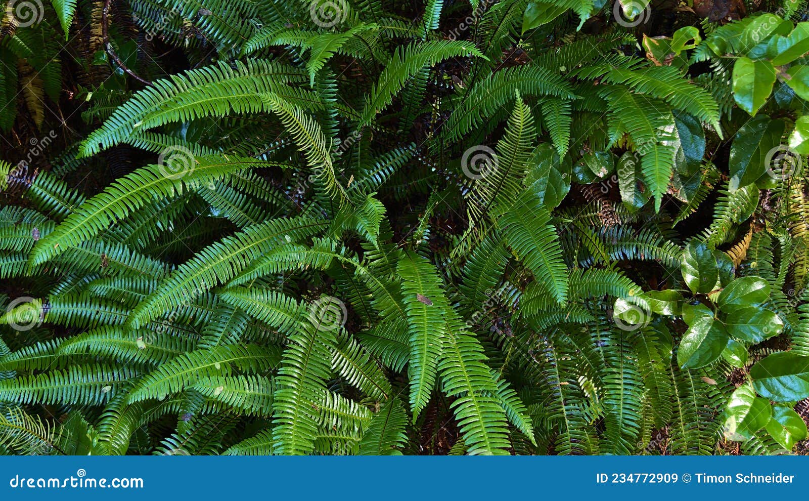 bright green western swordfern plant in temperate rainforest in pacific rim national park reserve on vancouver island, canada.