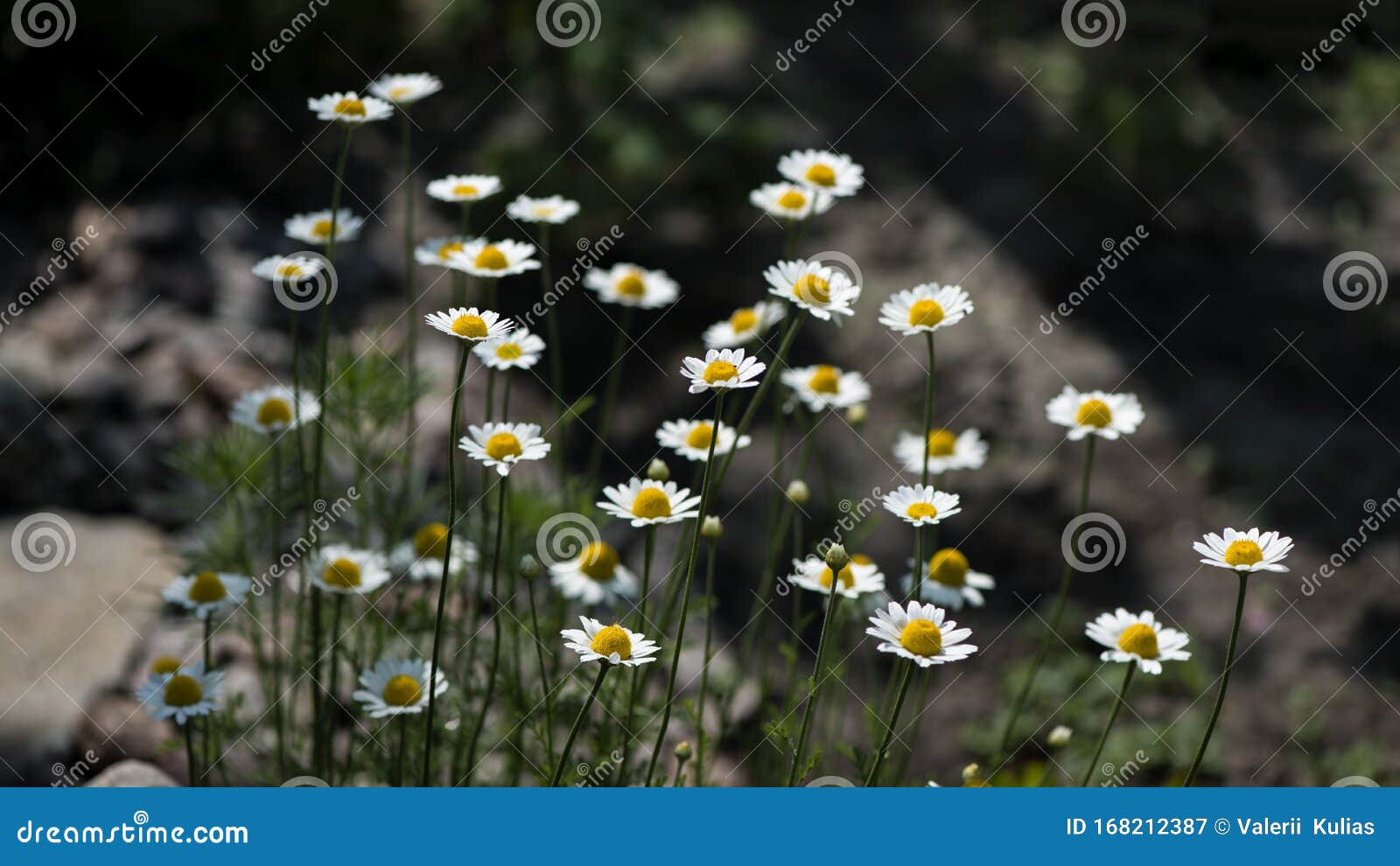 chamomile is a healing flower.