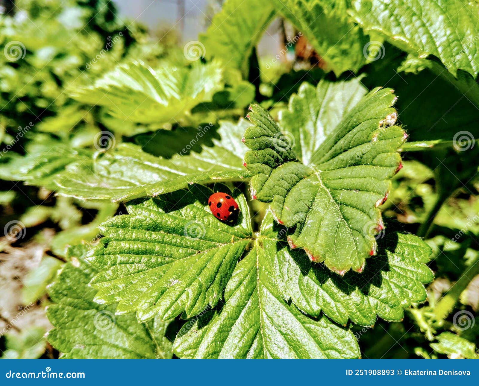 A Bright Ladybug on Strawberry Leaves. Stock Image Image of shrub