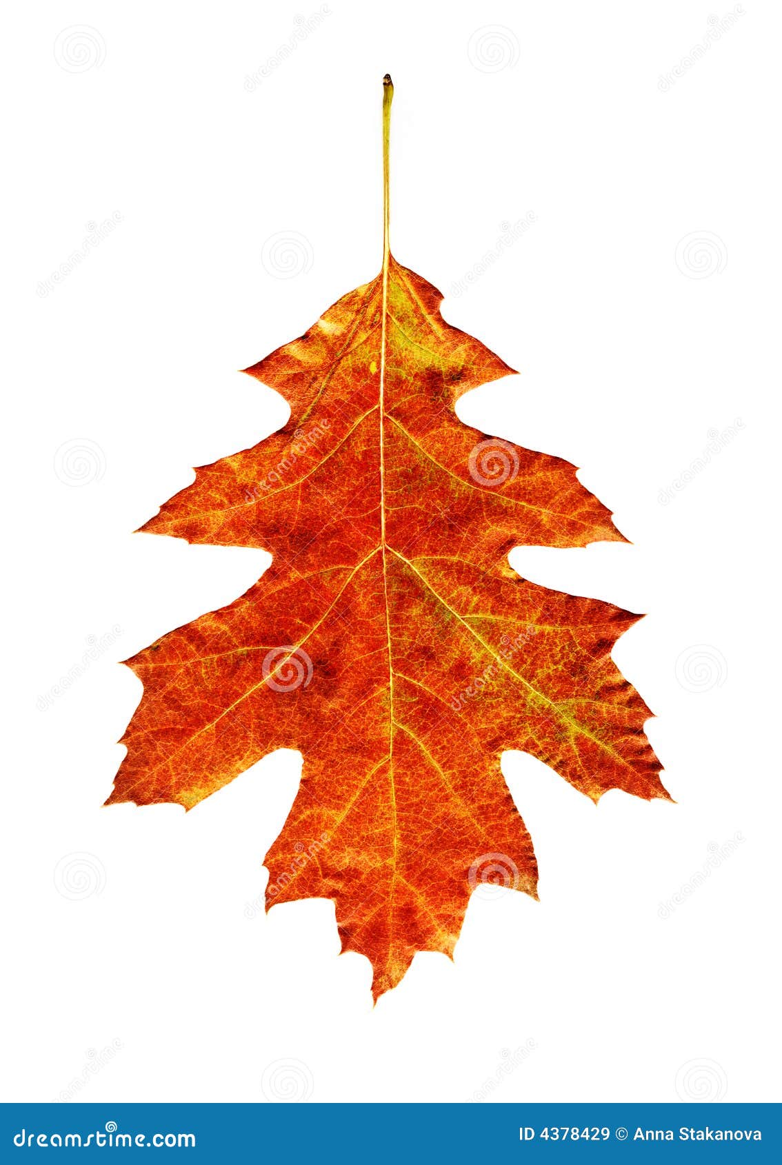 https://thumbs.dreamstime.com/z/bright-leaf-4378429.jpg