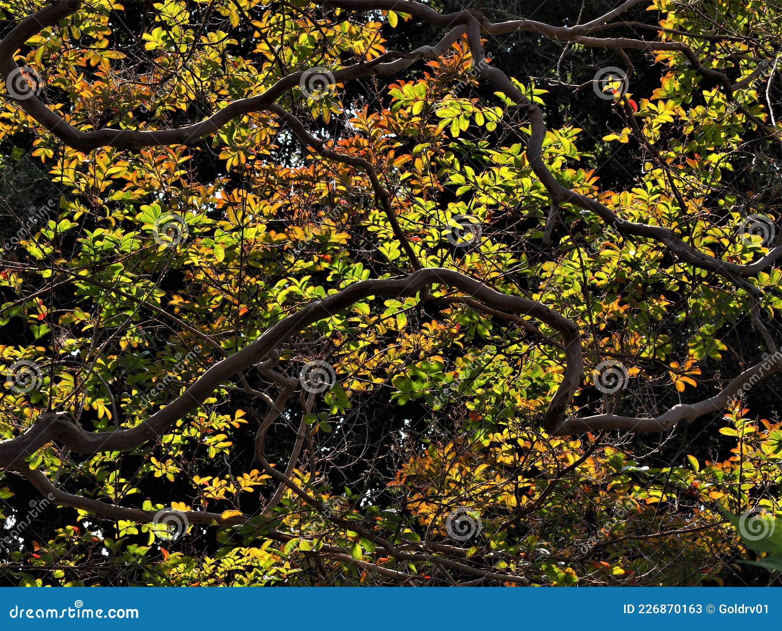 bright leaves of crepe-myrtle on the tortuous branches