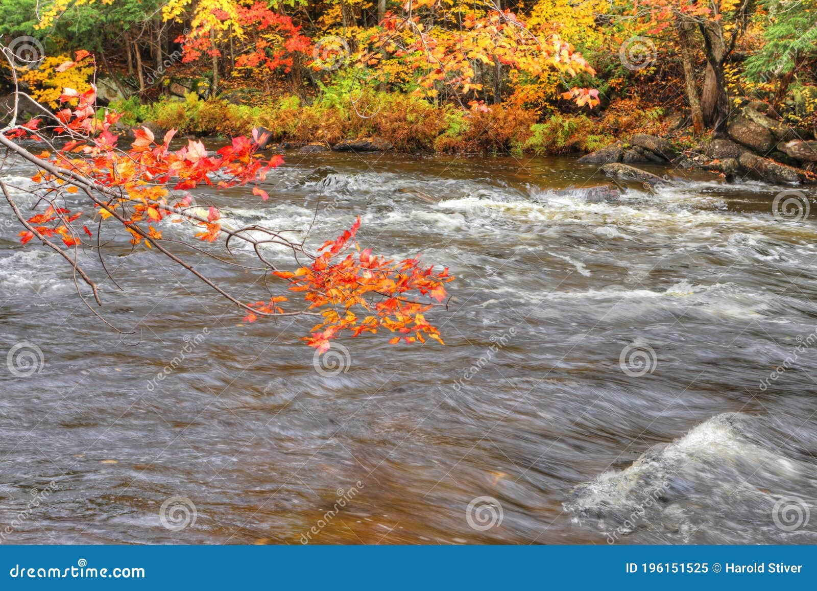 Bright Leaves and Rapids at Algonquin Provincial Park, Canada Stock