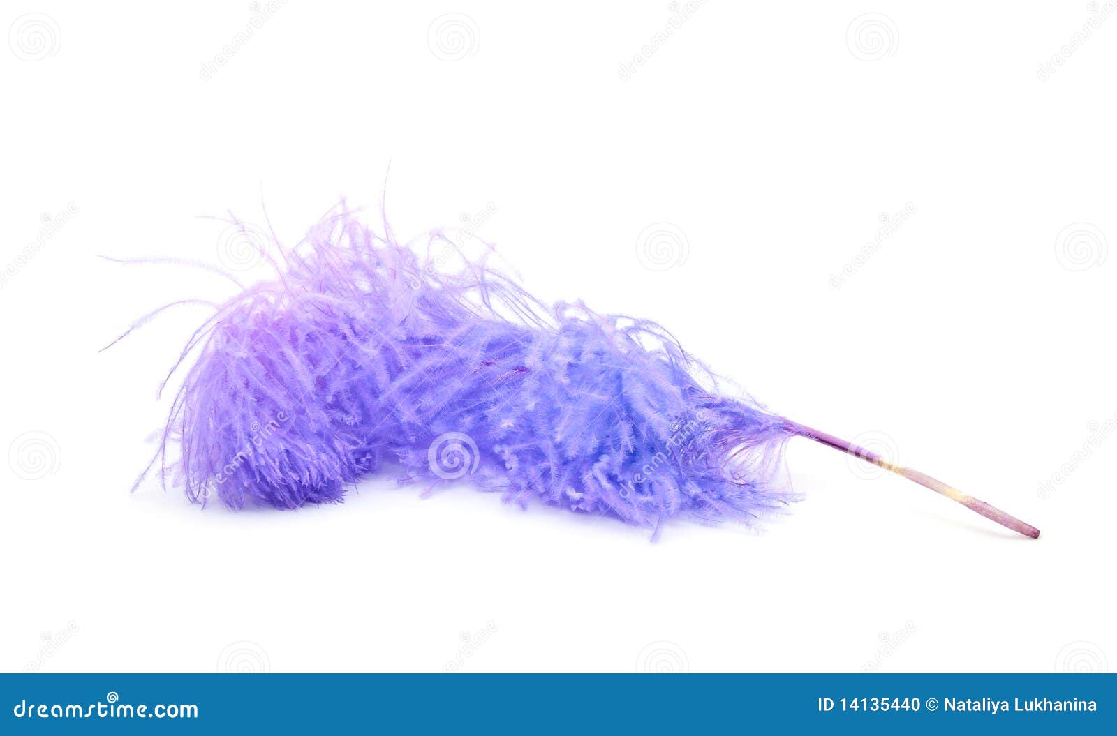 Bright Lilac Ostrich S Feather Stock Photo Image of fragility, macro