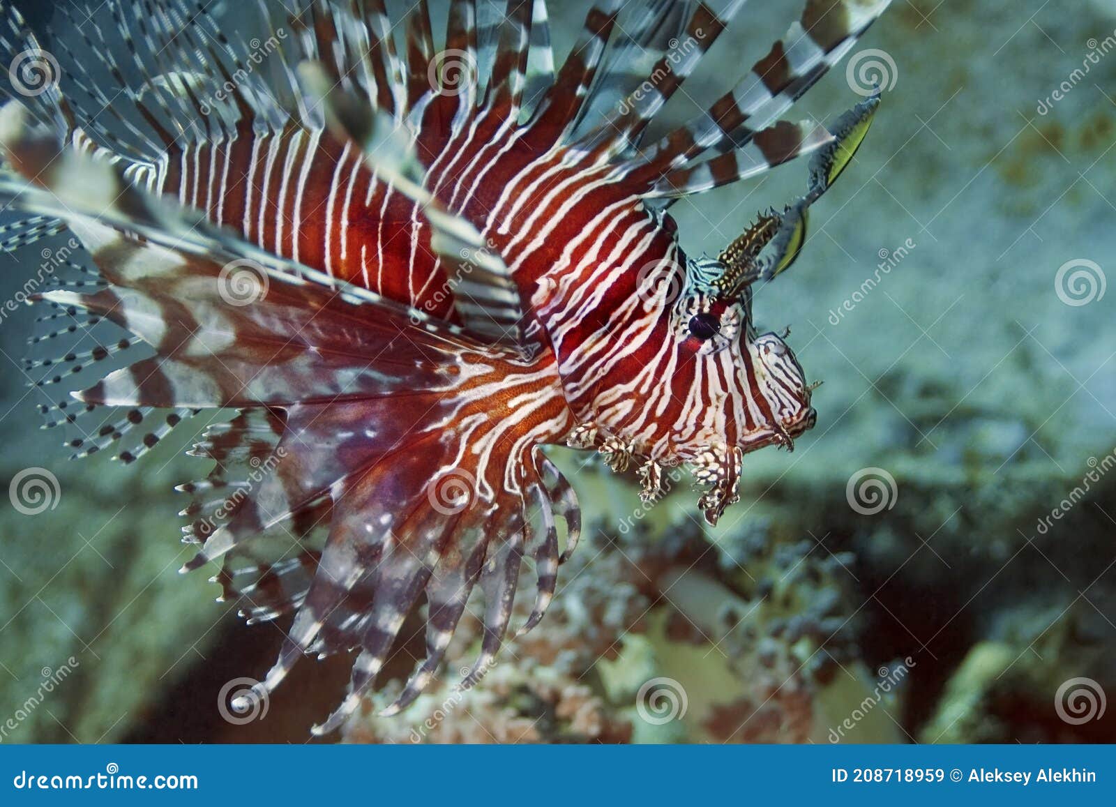 bright lionfish-zebra with red and white stripes swims over the sea floor
