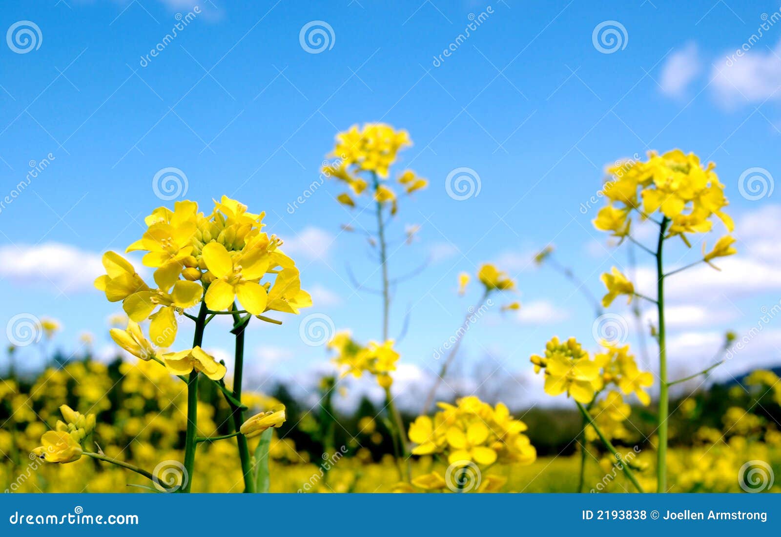 Bright Mustard Flowers stock photo. Image of green, outdoors 2193838