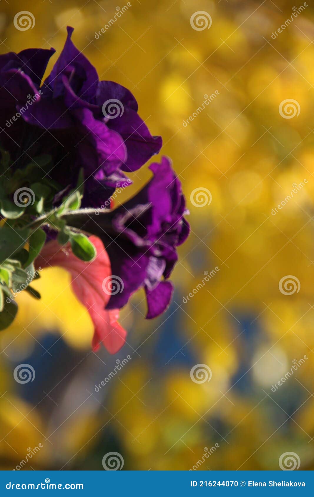 violet flower texture on yellow