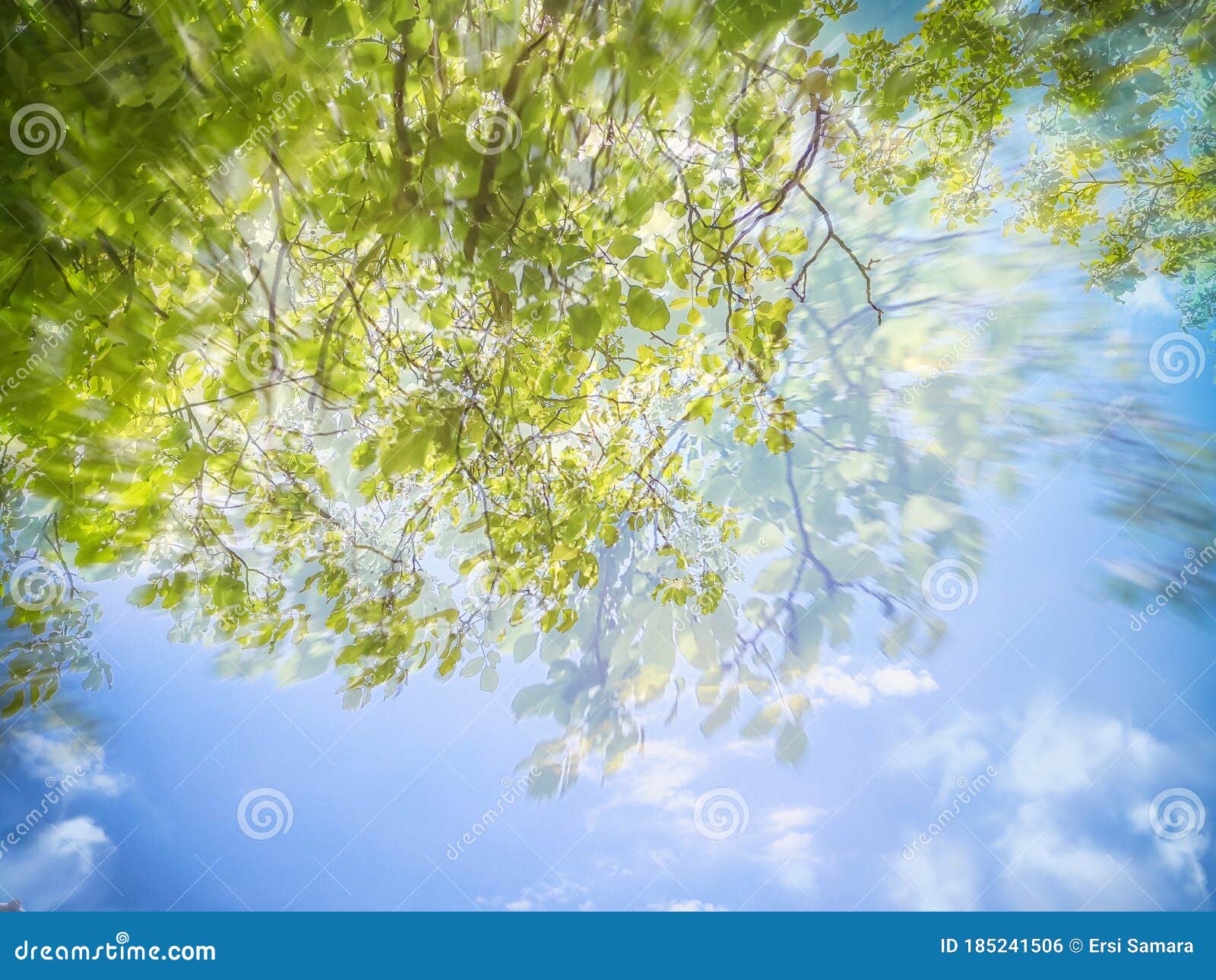 Bright Nature Photography, Light Colors, Tree Branches Leaves Foliage, Double  Exposure Spring Stock Photo - Image of green, background: 185241506