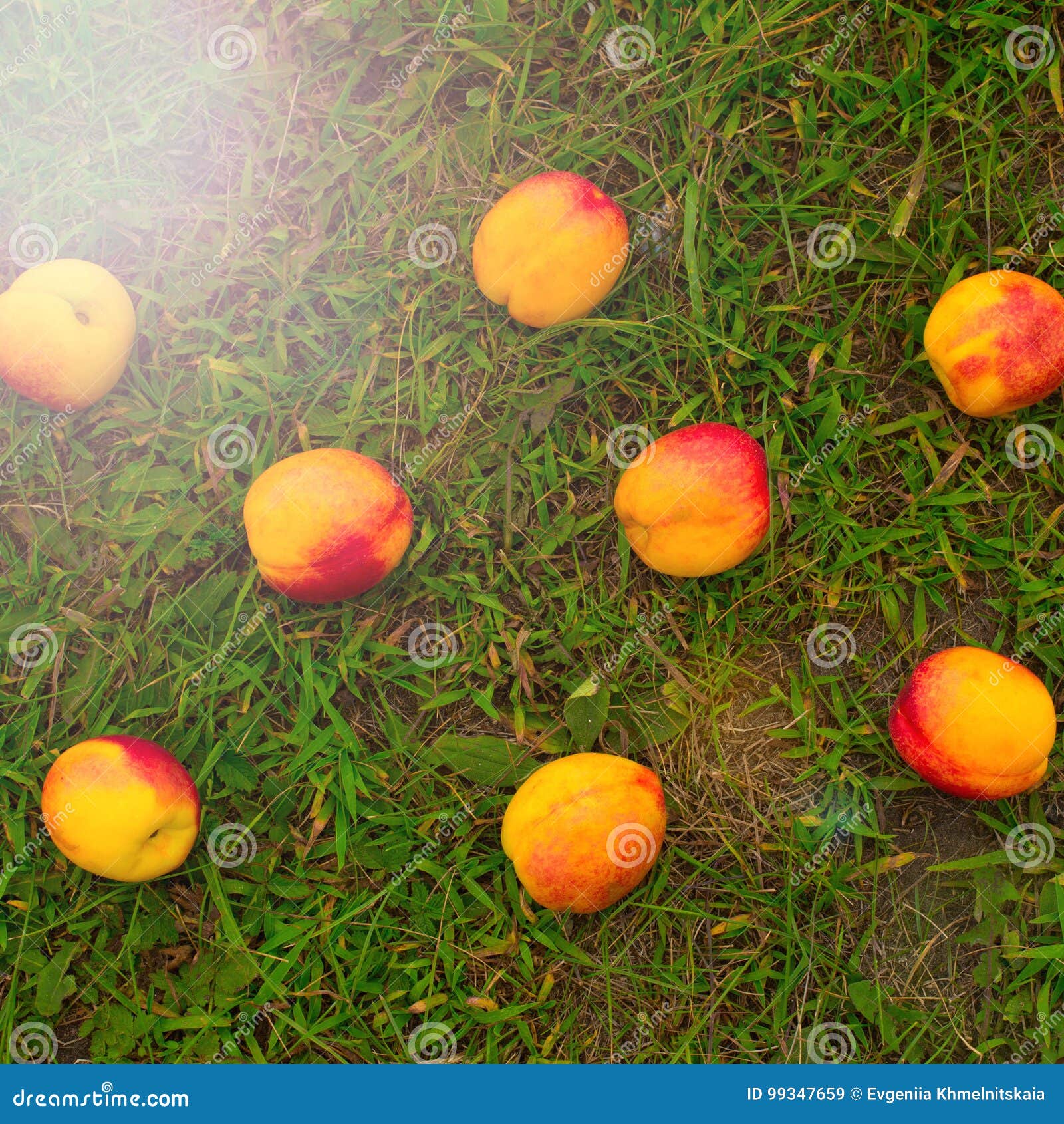 Bright Nectarines on a Background of Green Grass. Stock Image Image