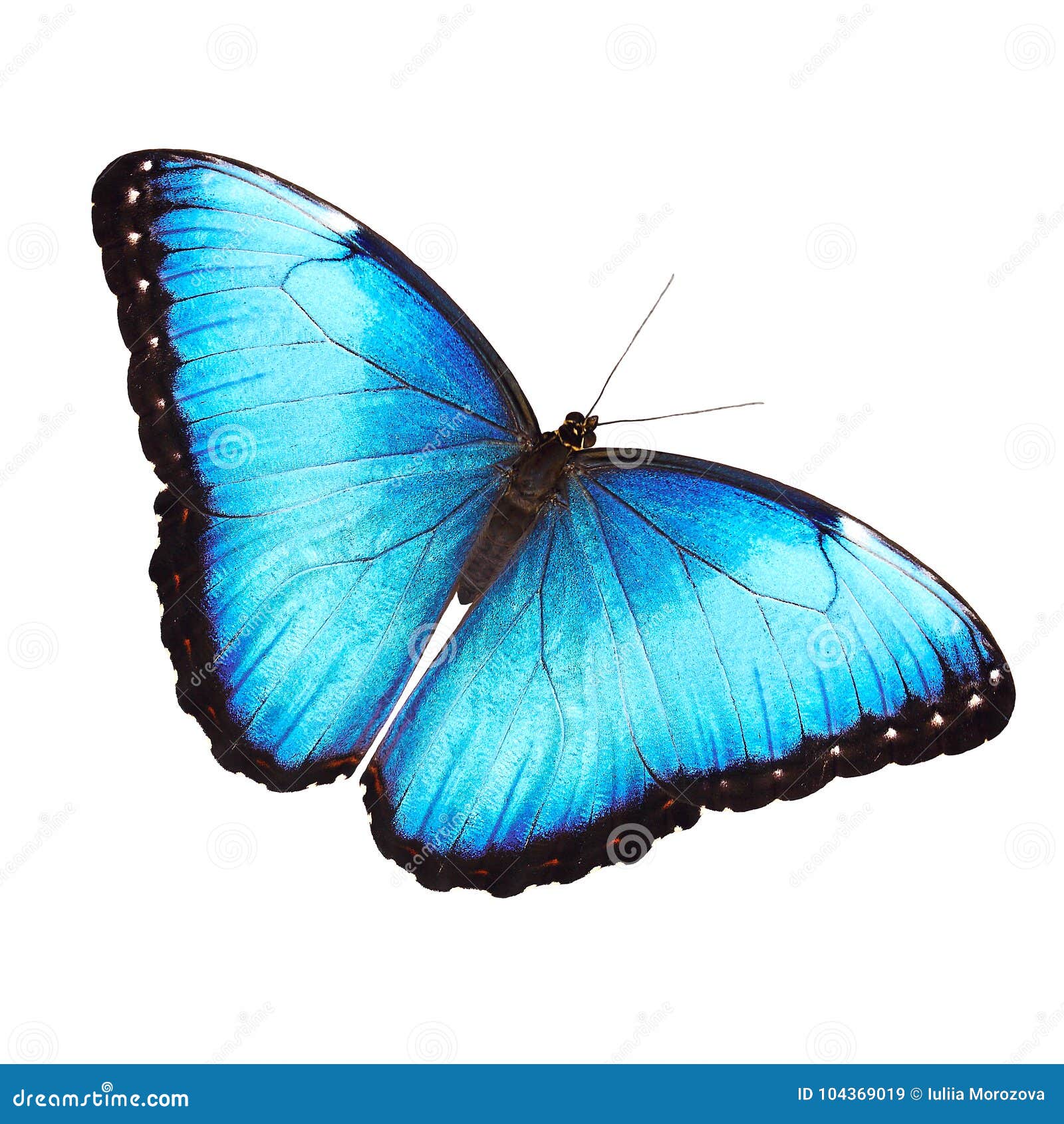 bright male of the blue morpho butterfly  on white with spread wings