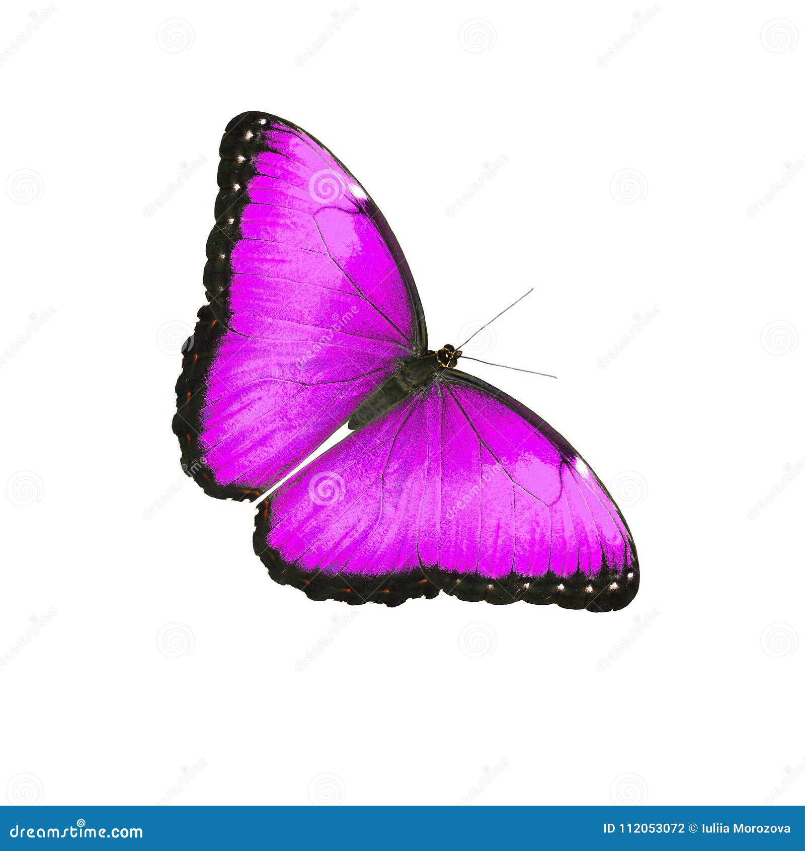 blue morpho butterfly male  on white. color change to magenta