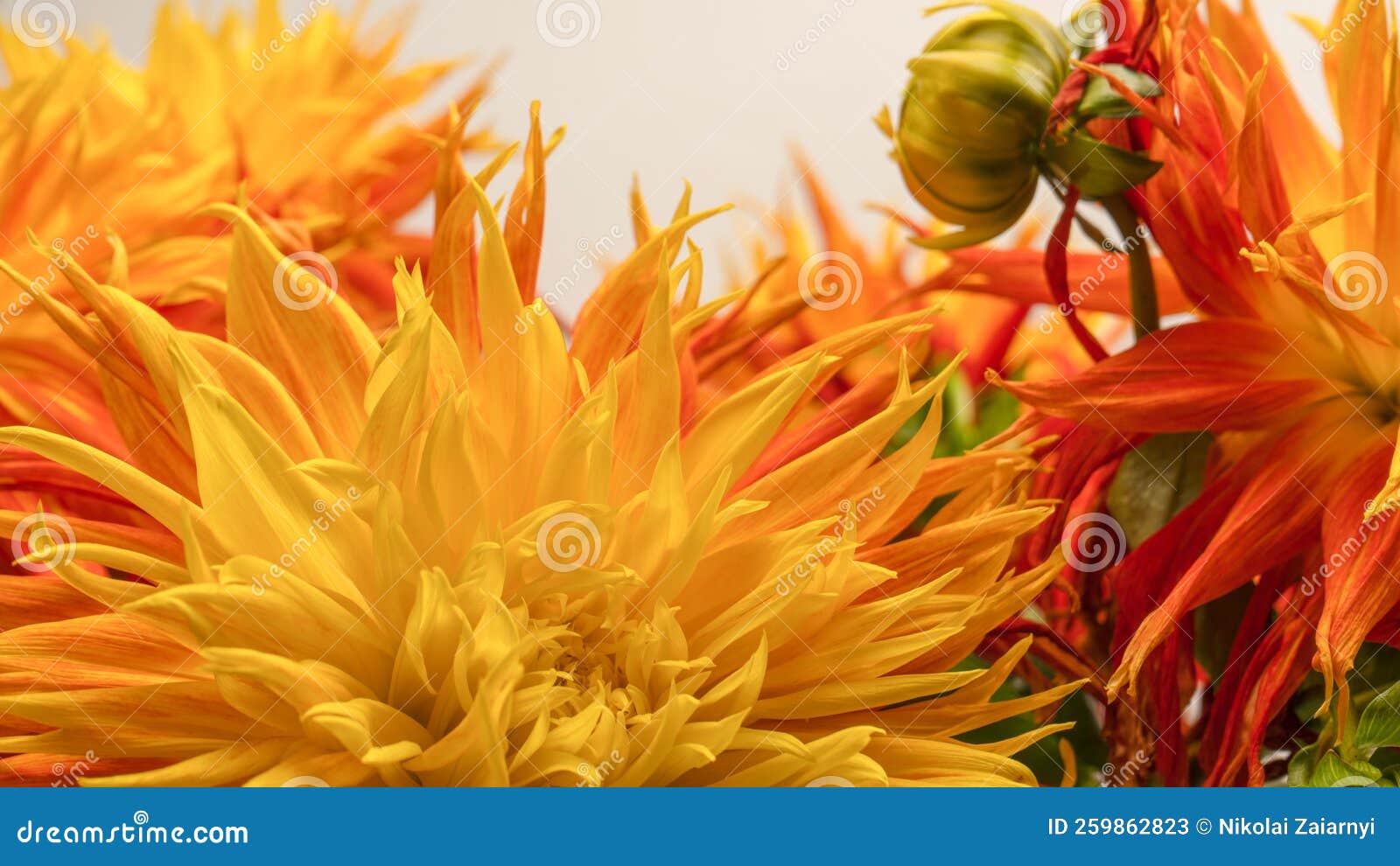 Bright Orange Autumn Flowers As Background Stock Image Image of flora