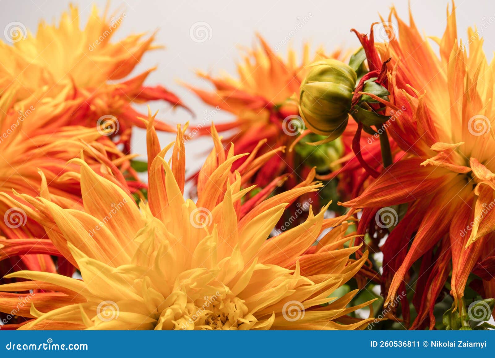 Bright Orange Autumn Flowers As Background Stock Image Image of
