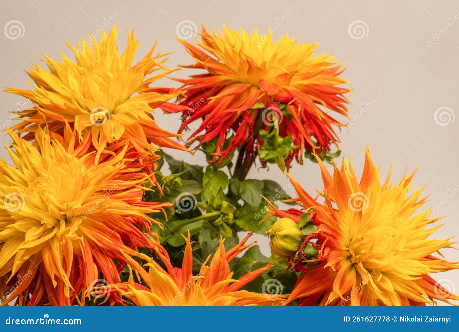Bright Orange Autumn Flowers As Background Stock Photo Image of head
