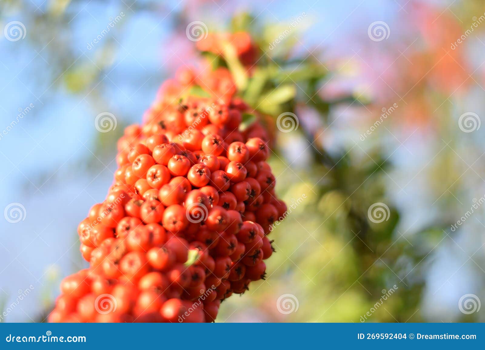 Pyracantha with Bright Orange Berries in the Sunlight Stock Photo